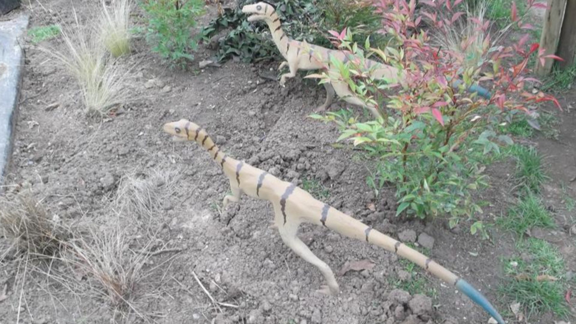 File:Dino - Compsognathus - 1.jpg