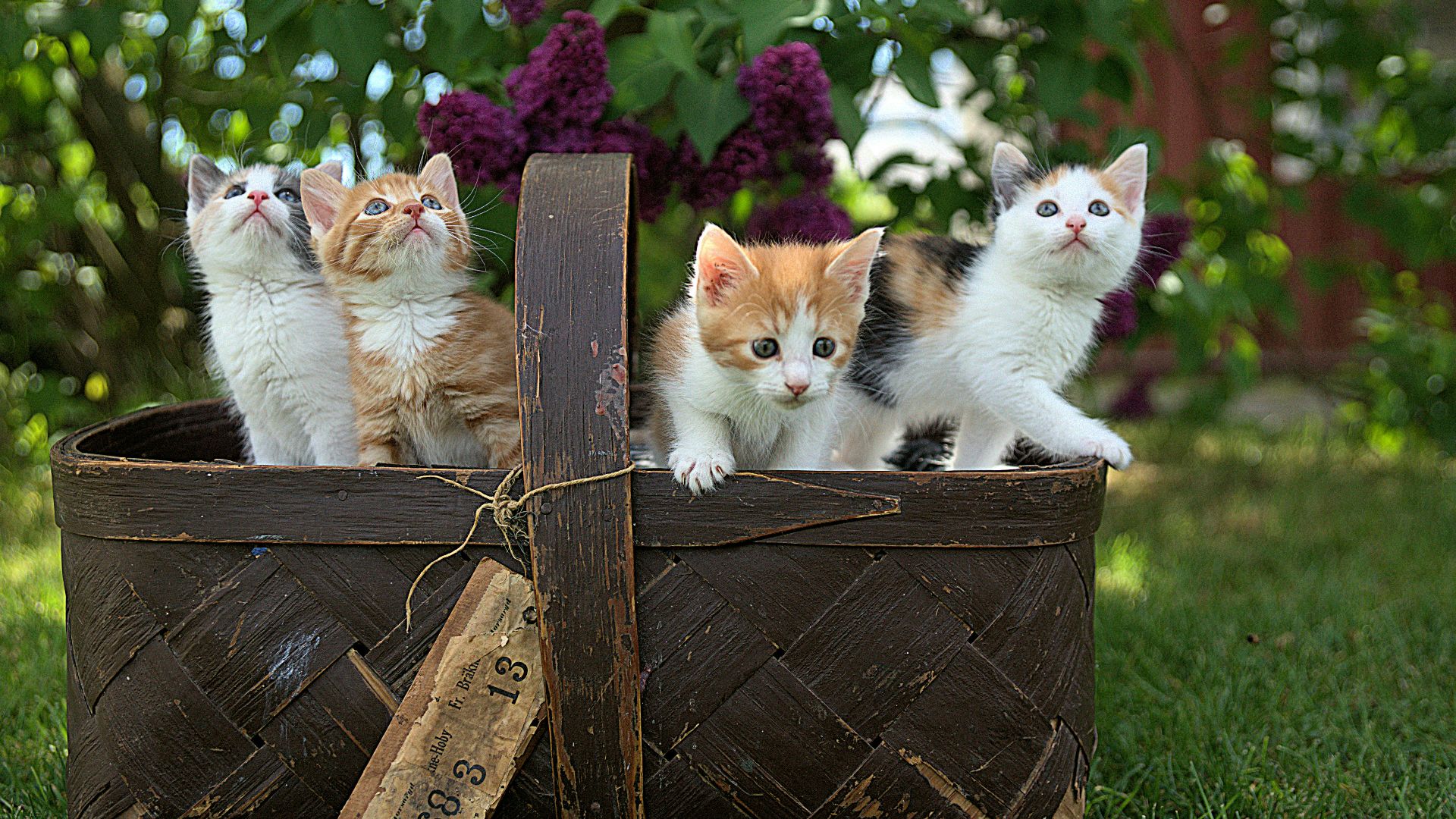 four assorted-color tabby kittens on brown basket
