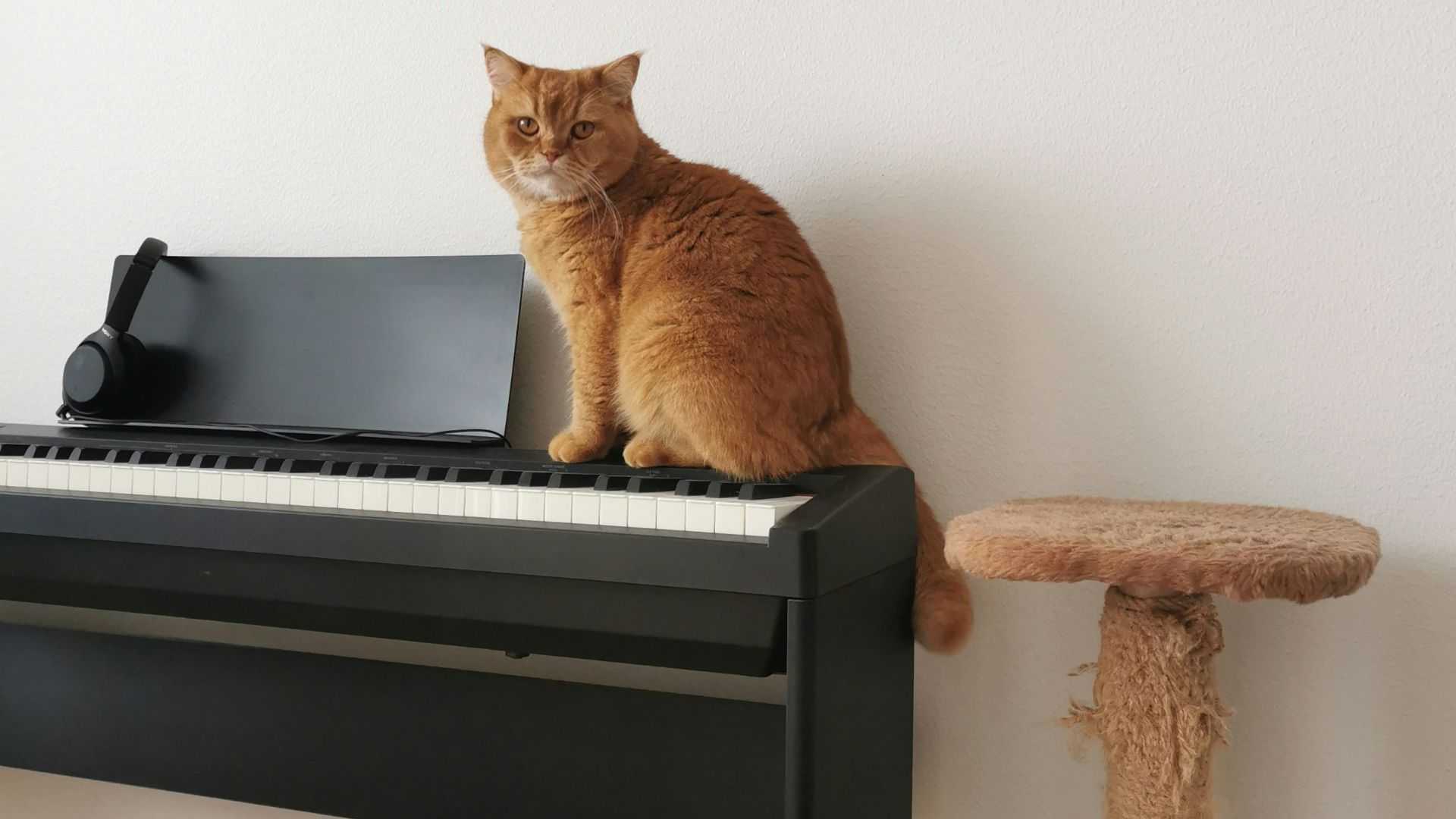 a cat sitting on a piano