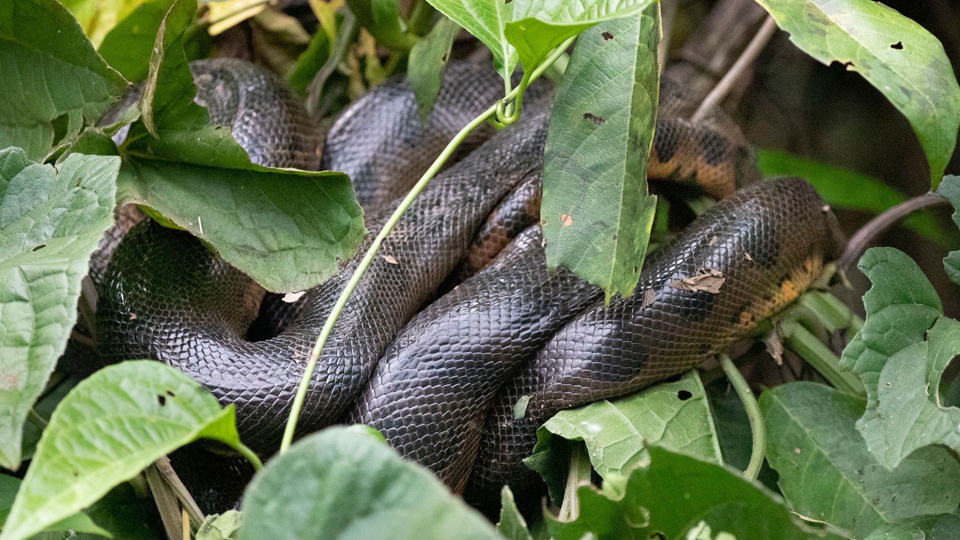 File:Eunectes murinus 168199111.jpg