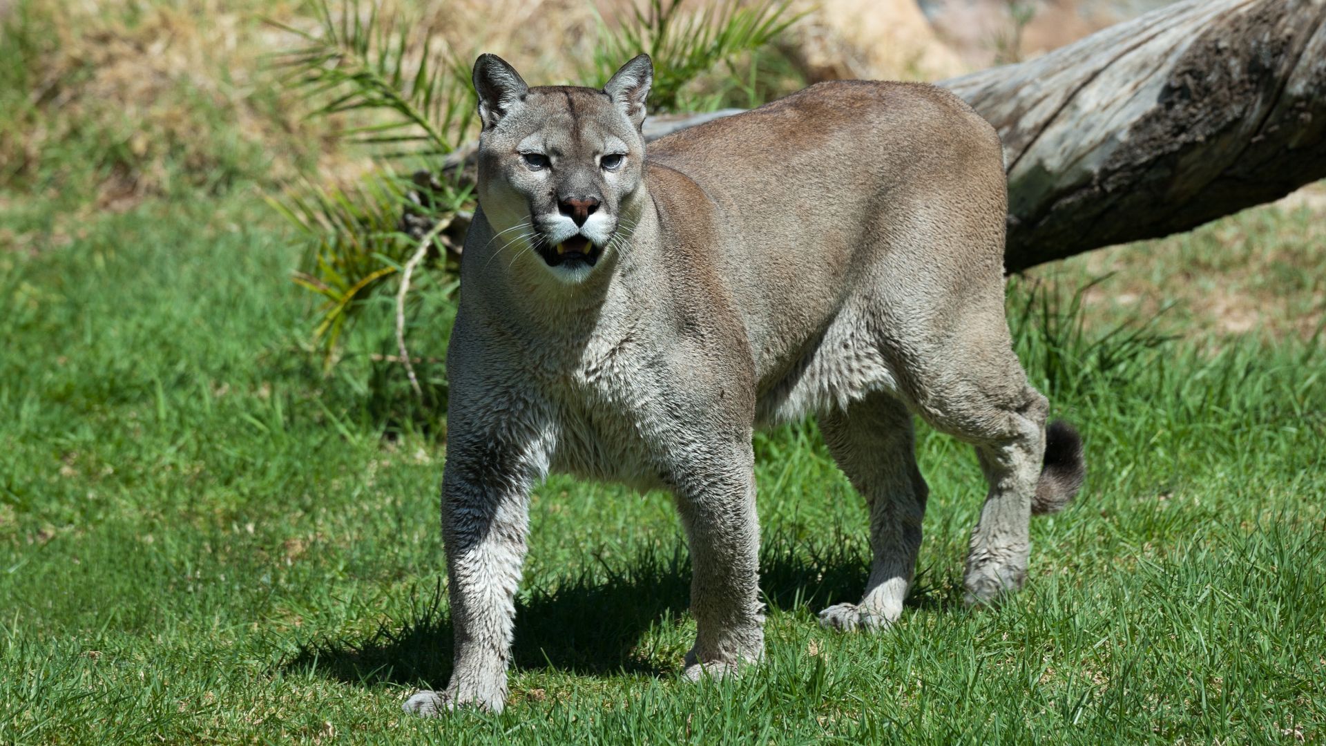 File:Puma concolor stanleyana - Texas Park - Lanzarote -PC06.jpg
