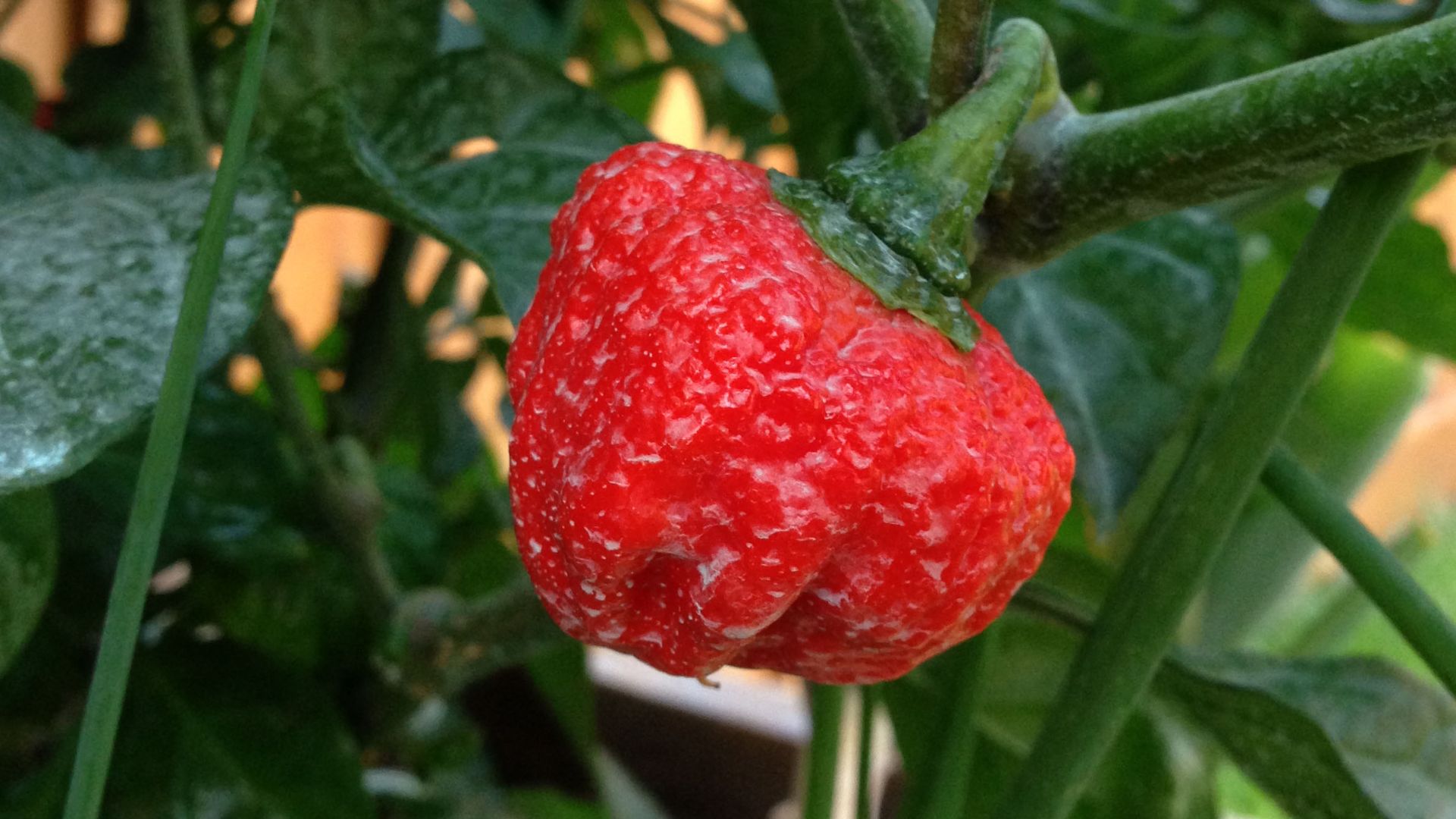 File:Moruga Trinidad Scorpion ripe.JPG
