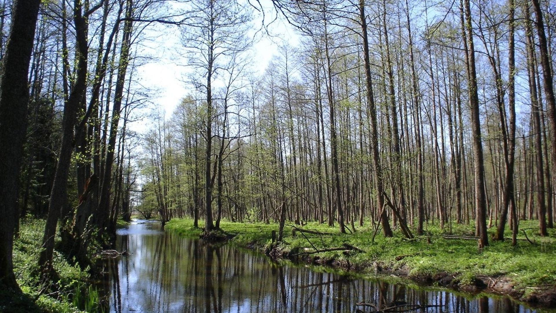 File:Bialowieza Deby rzeka Barry Kent.JPG