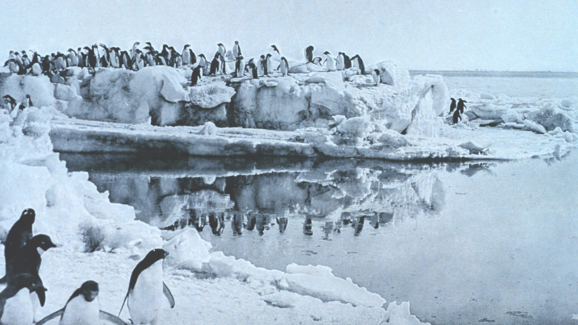 File:Levick-Adélie-Penguins.jpg