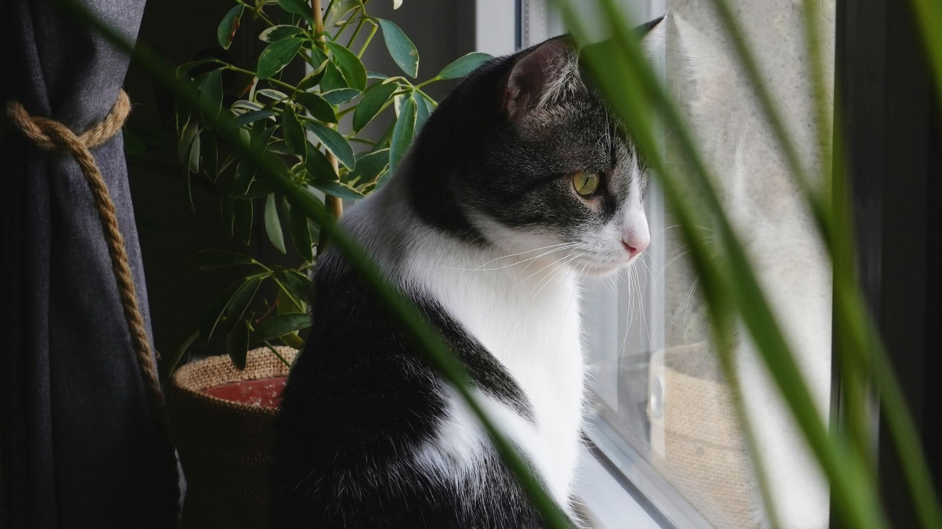 a cat sitting on a window sill
