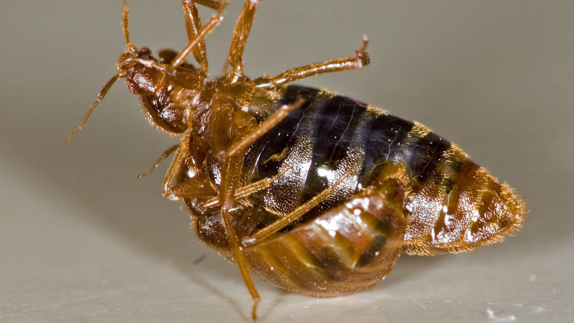 File:Traumatic insemination 1 edit1.jpg