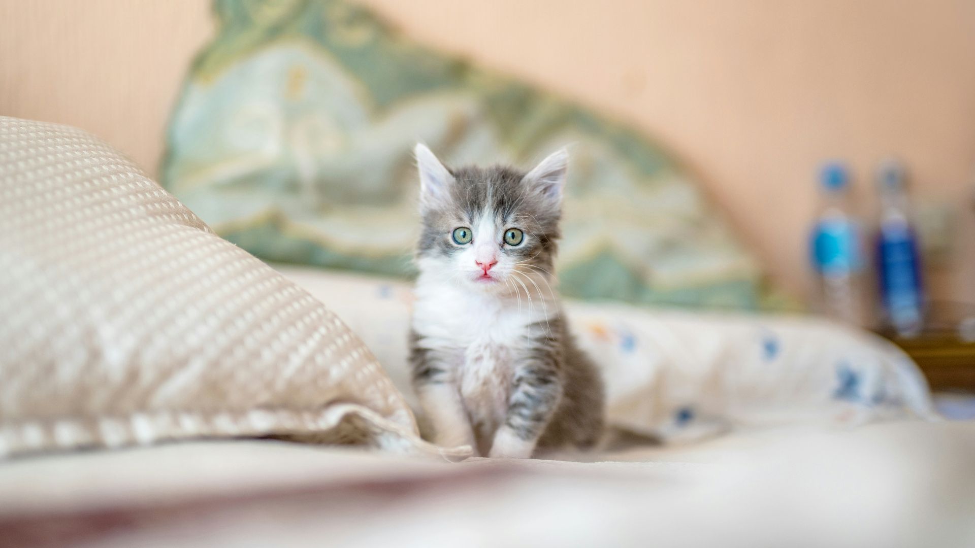 white and gray kitten on white textile