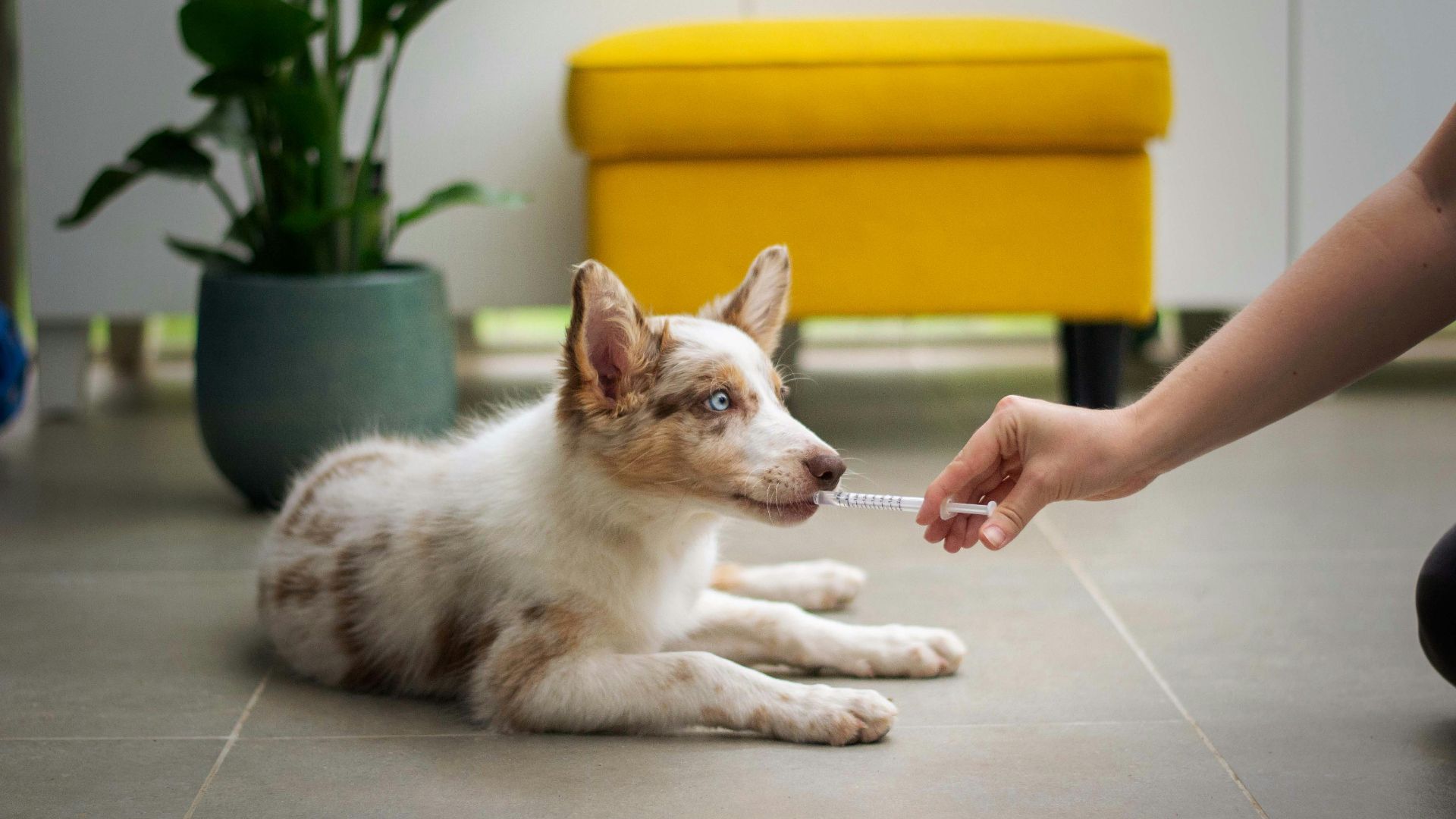 a dog laying on the floor with a person holding a stick