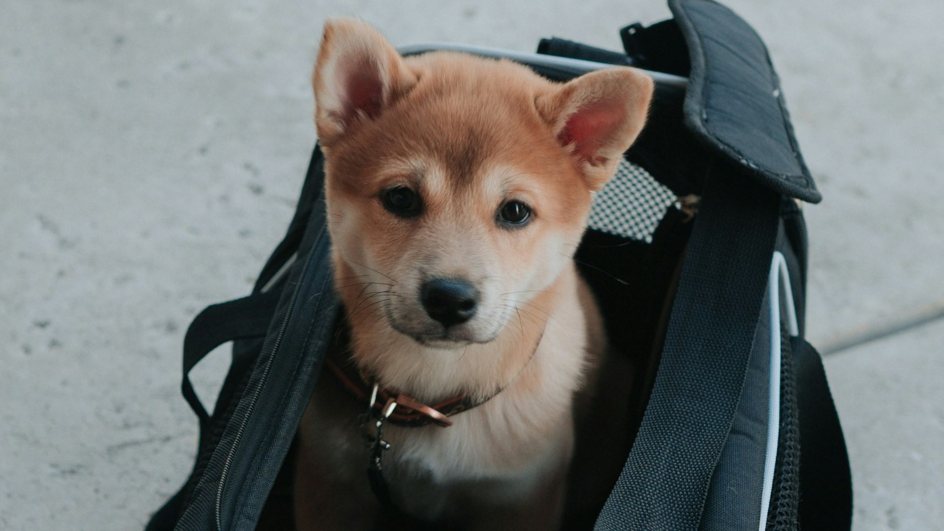 a dog in a stroller