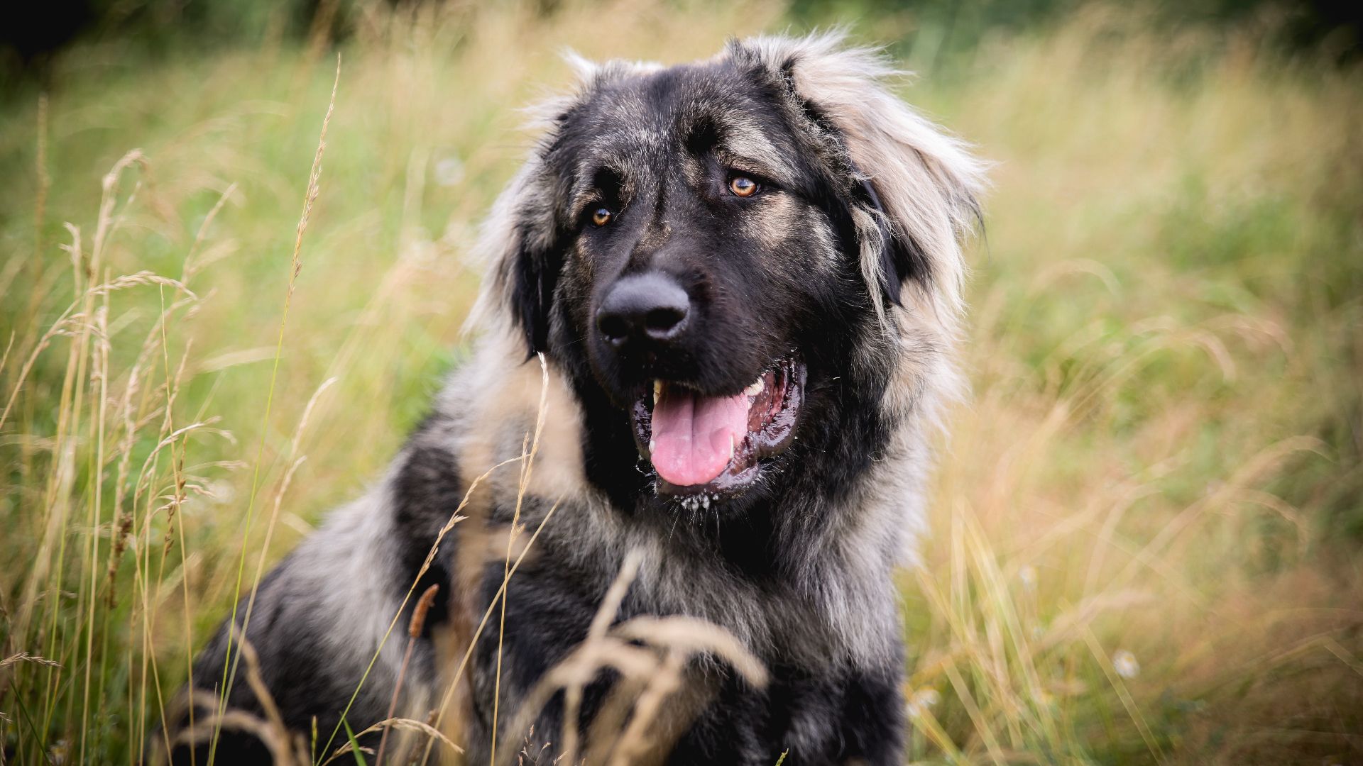 File:Berger du caucase.jpg