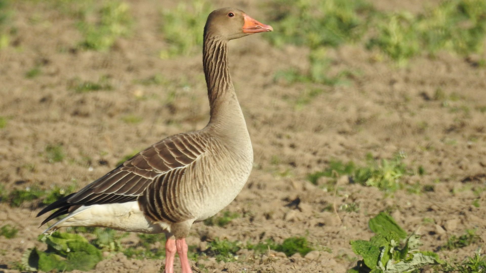File:Greylag Goose in field.jpg