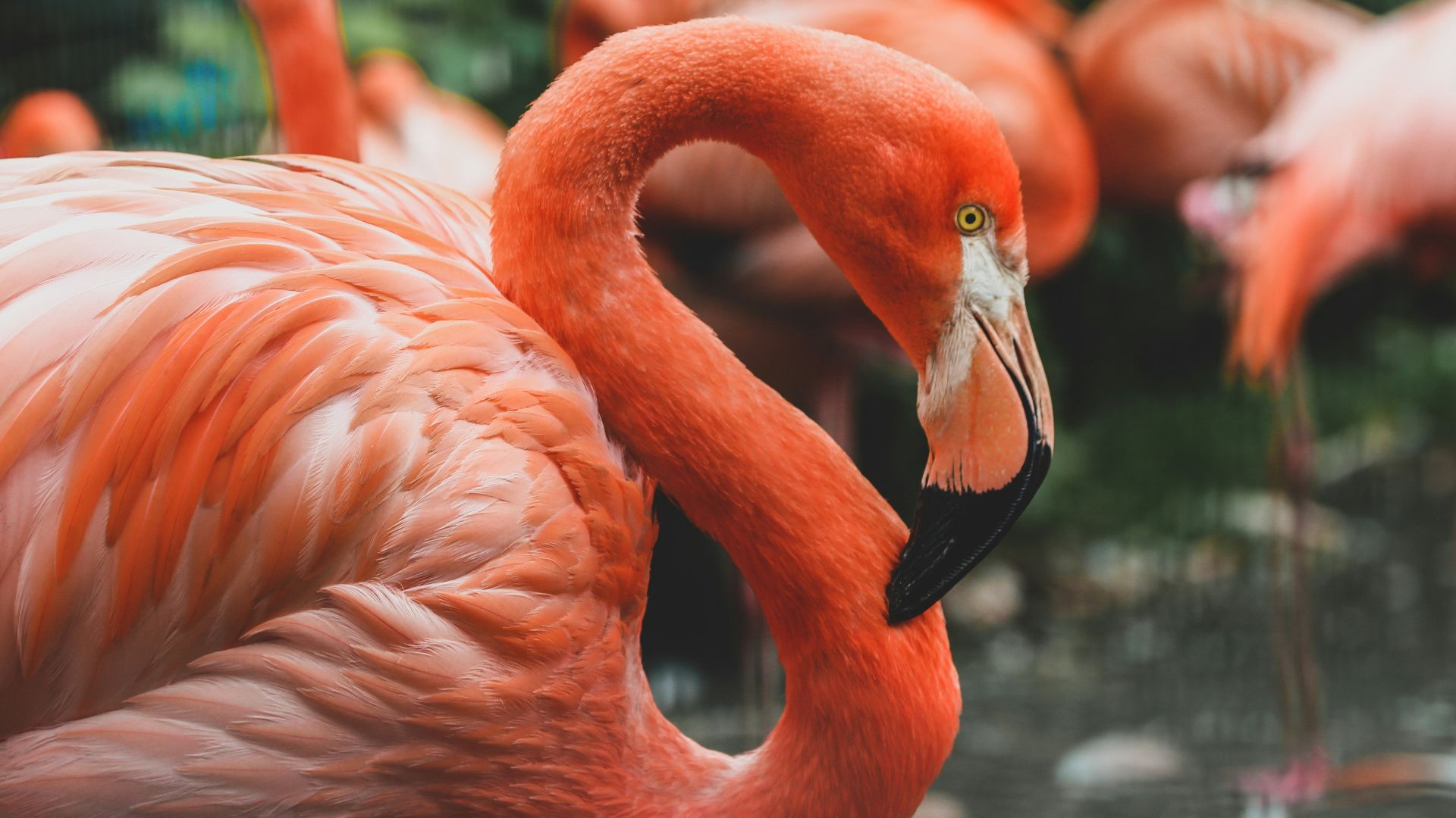 flamingo on body of water during daytime