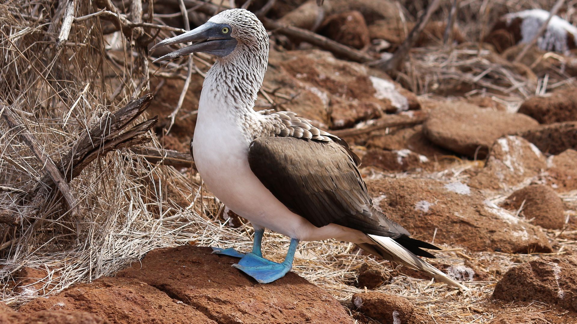File:Blue-footed booby 01.jpg
