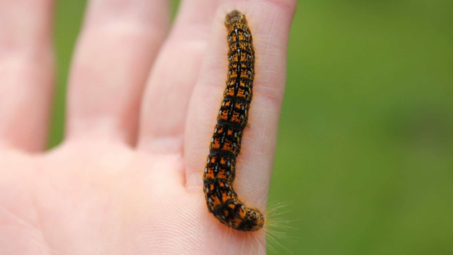 black and orange caterpillar on person's hand