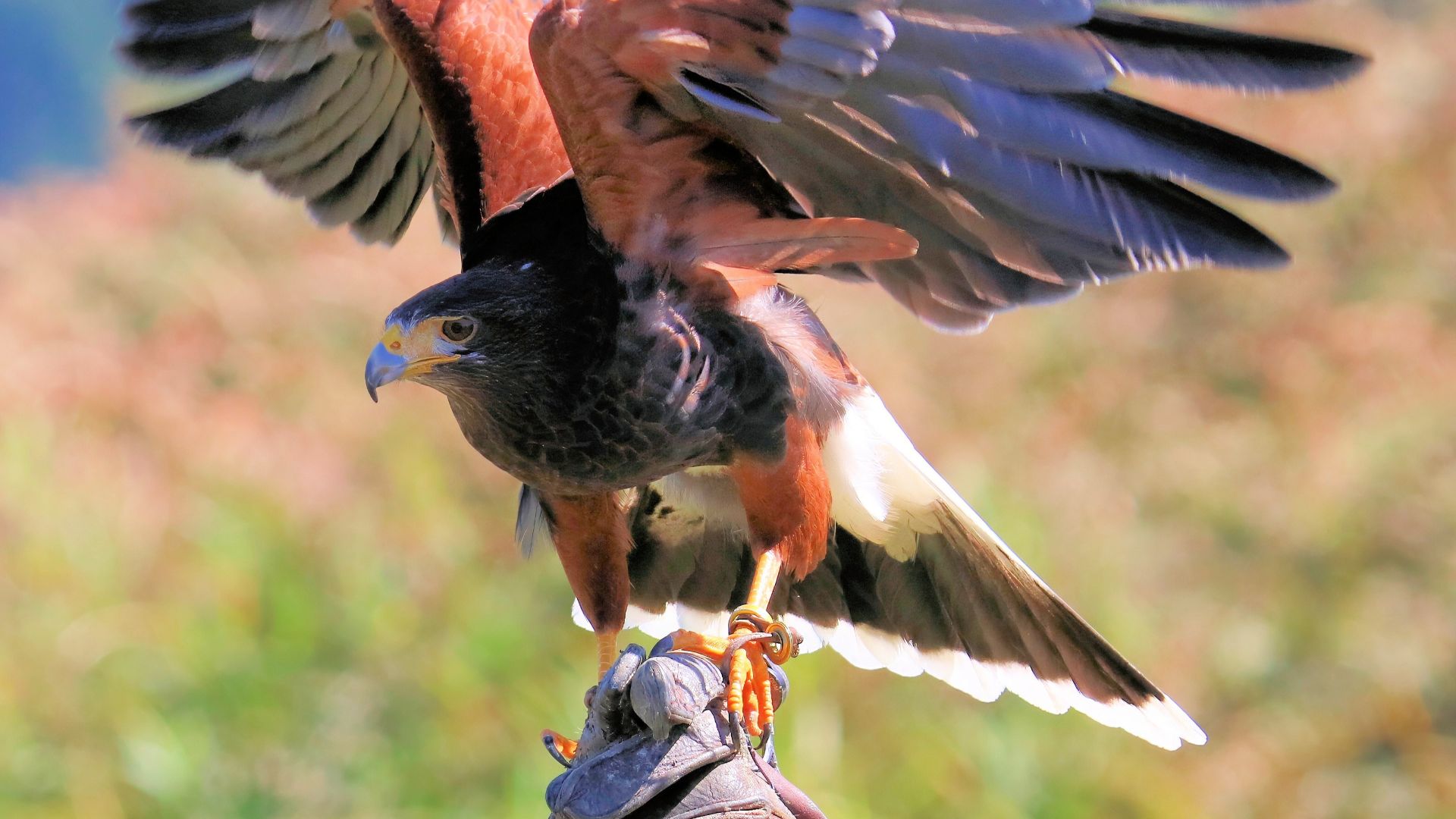 File:Peregrin, Gyrfalcon Crossbreed 0310.jpg