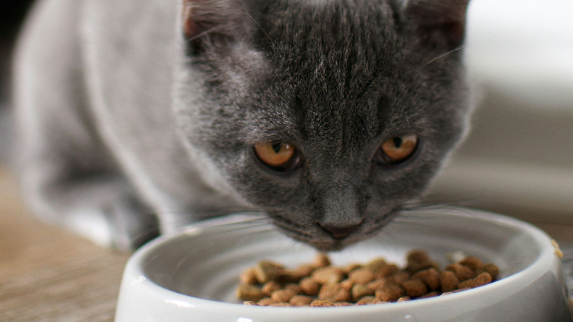 russian blue cat on brown wooden table