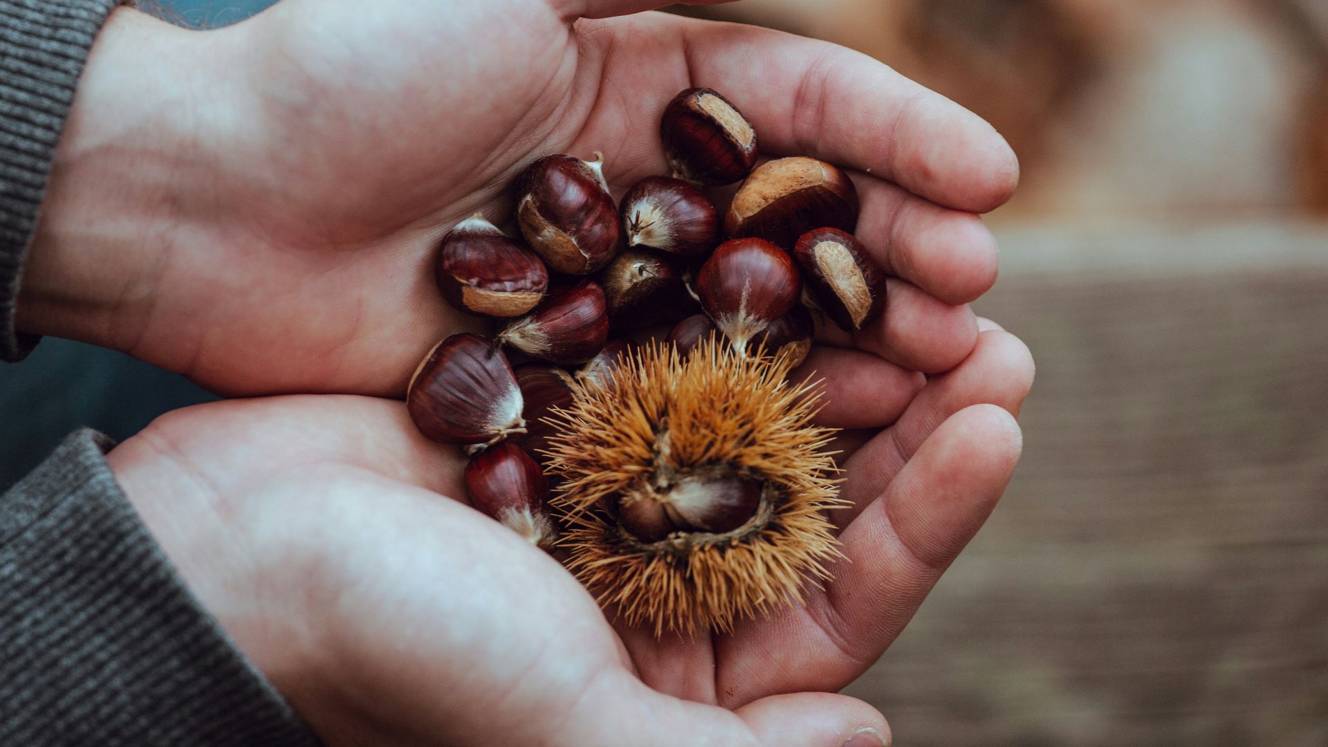 person holding brown and red beans