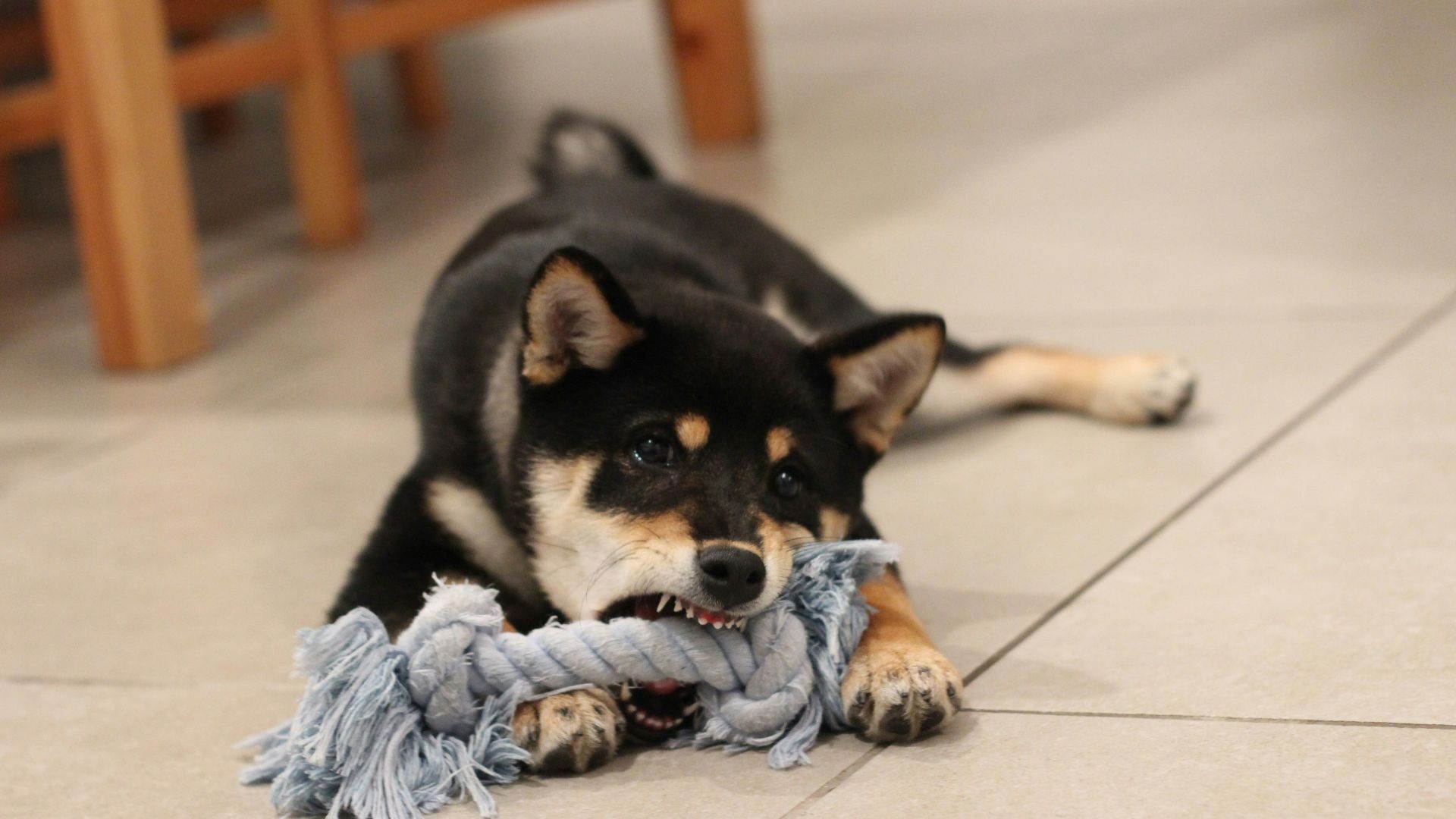 black and white short coated dog lying on white ceramic floor tiles