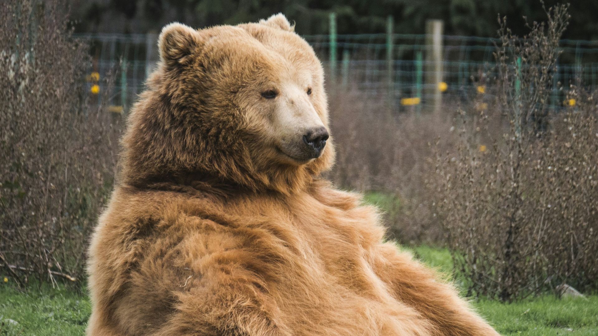 brown bear sitting on grass field