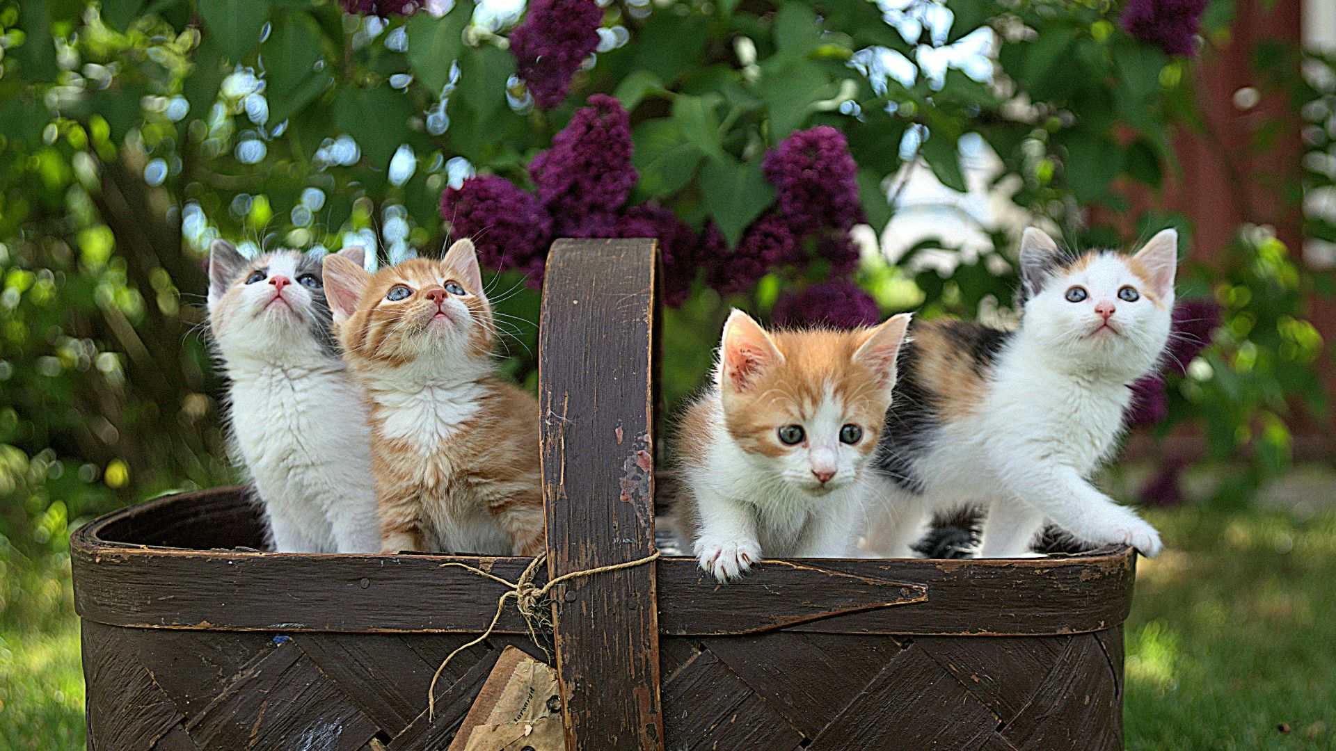 four assorted-color tabby kittens on brown basket