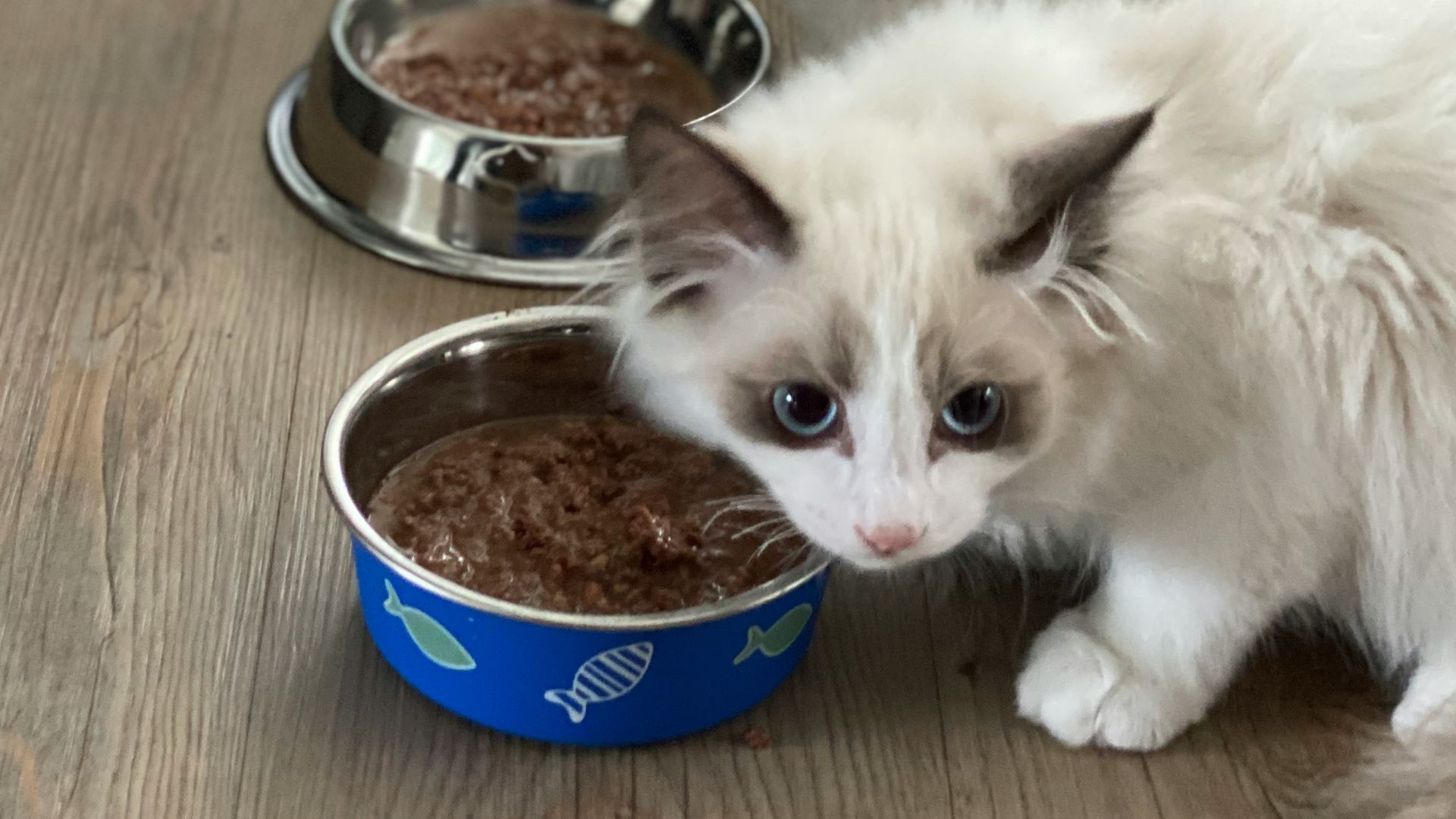 white cat beside blue ceramic bowl