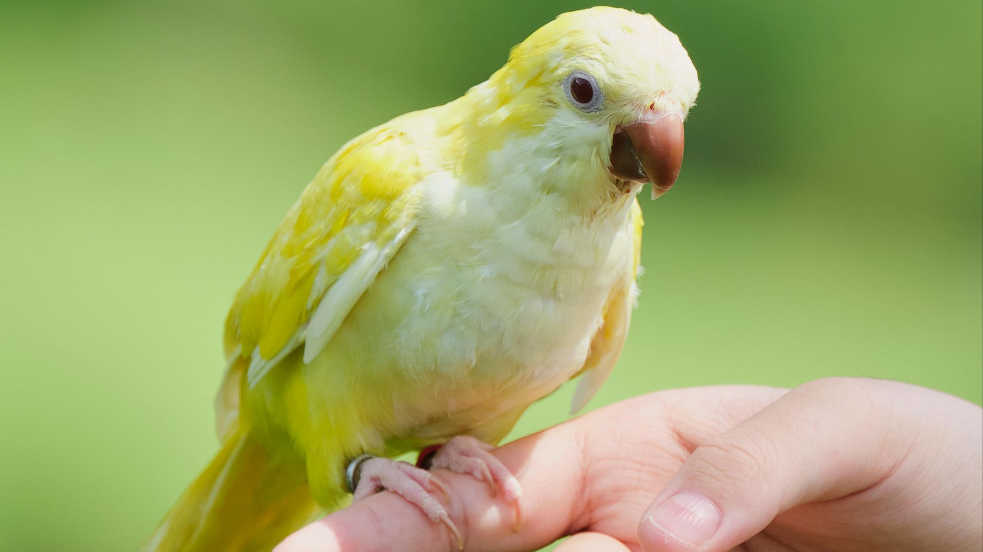 Tiểu Bảo Trương