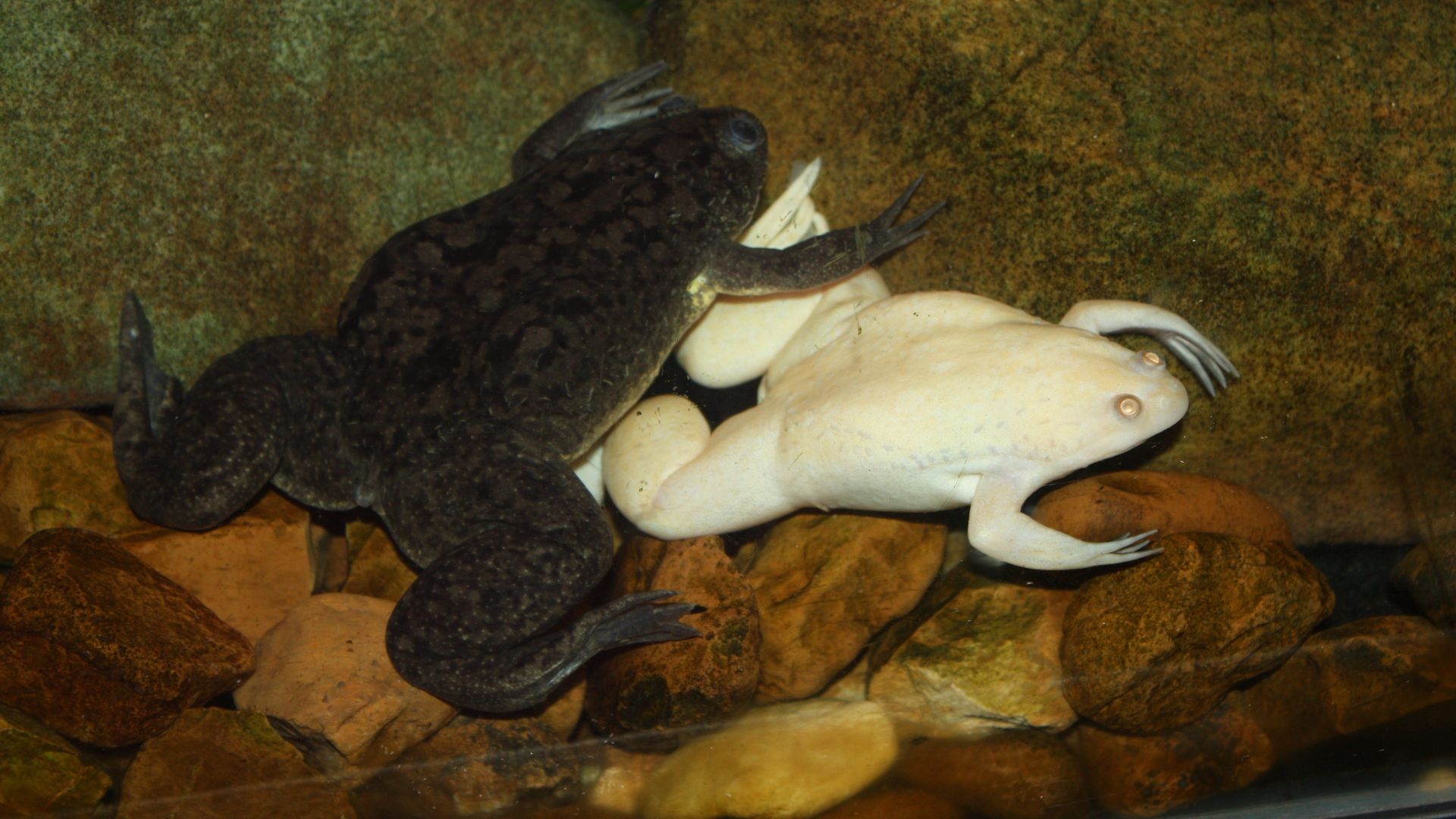 File:AfricanClawedFrog XenopusLaevis.jpg