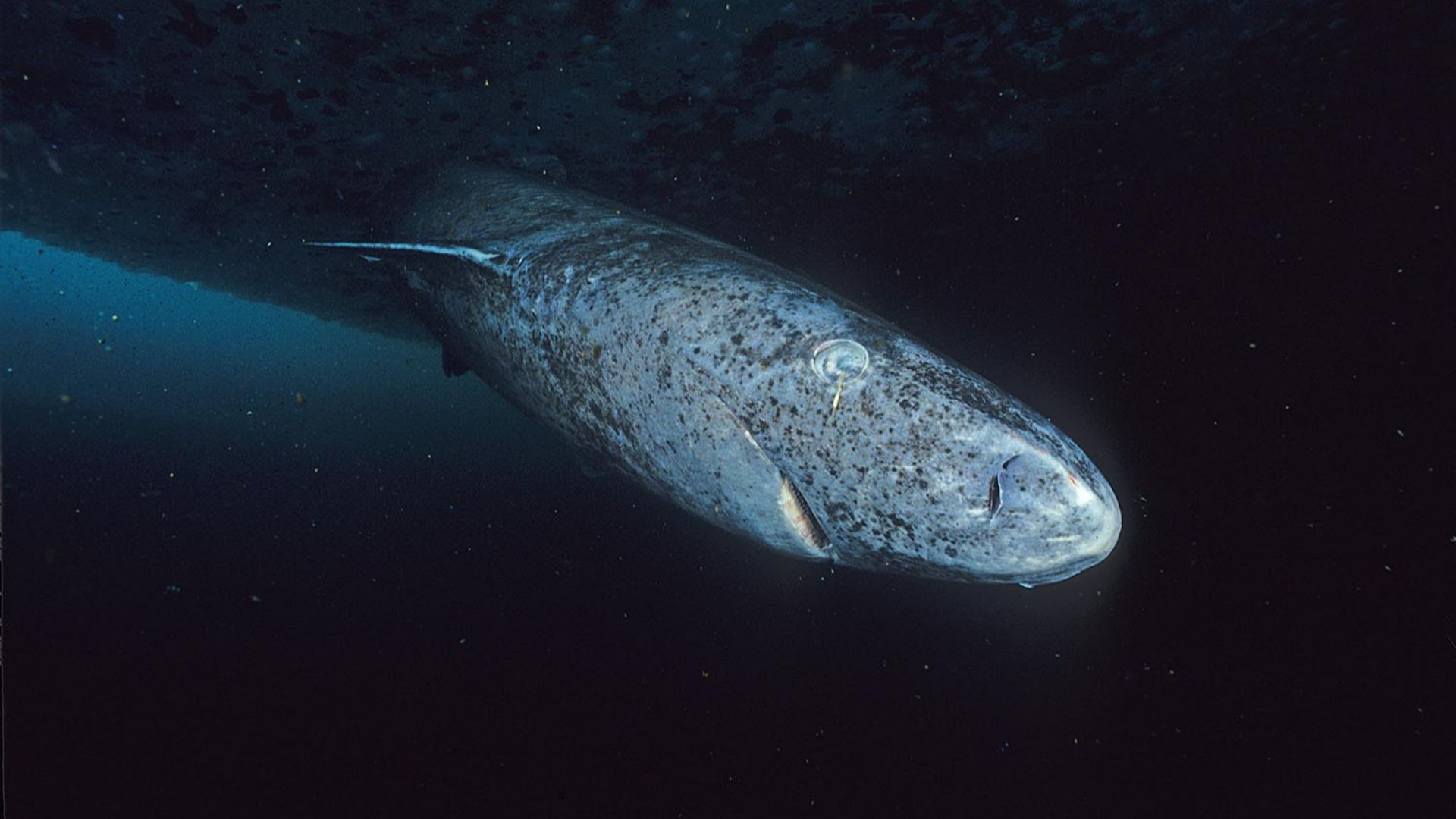 File:Greenland shark profile.jpg