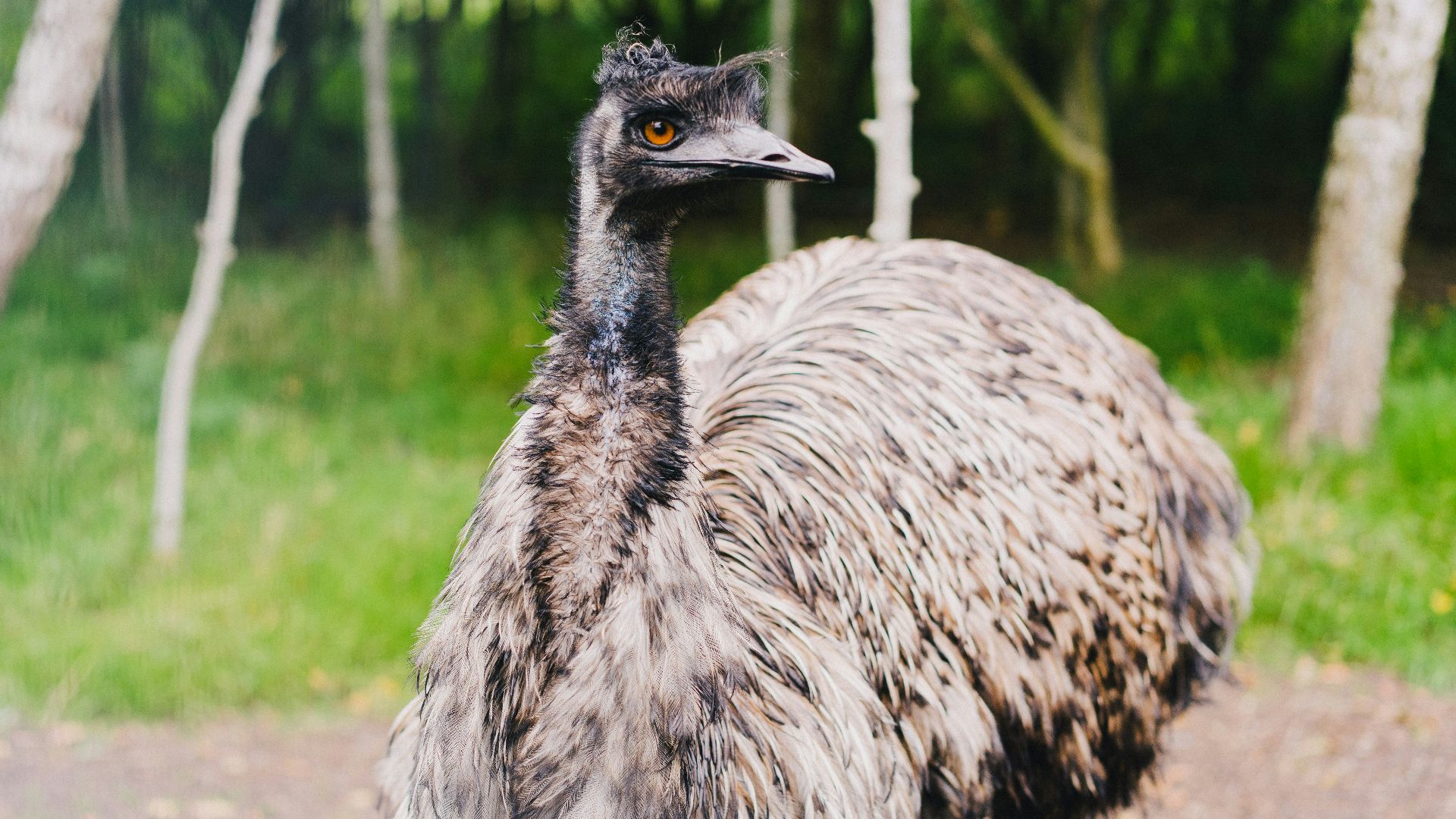 gray ostrich on green grass field during daytime