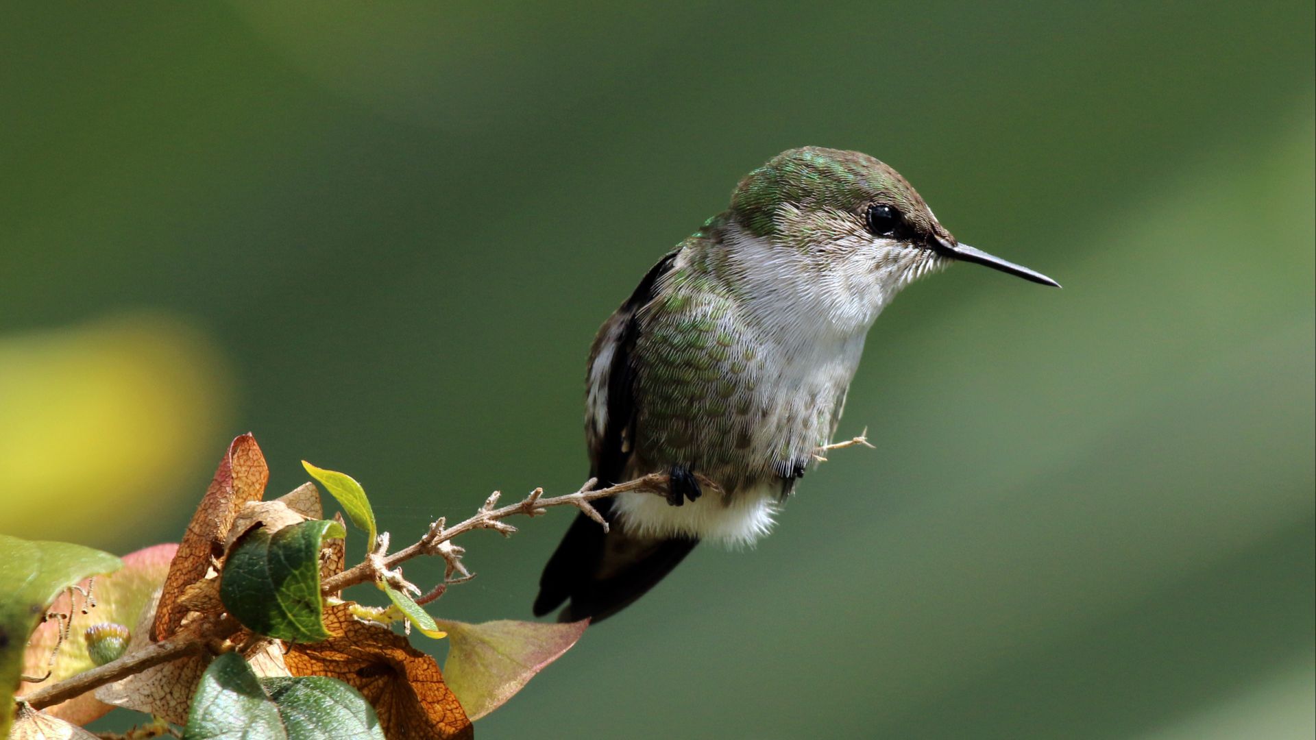 File:Vervain hummingbird (Mellisuga minima).jpg