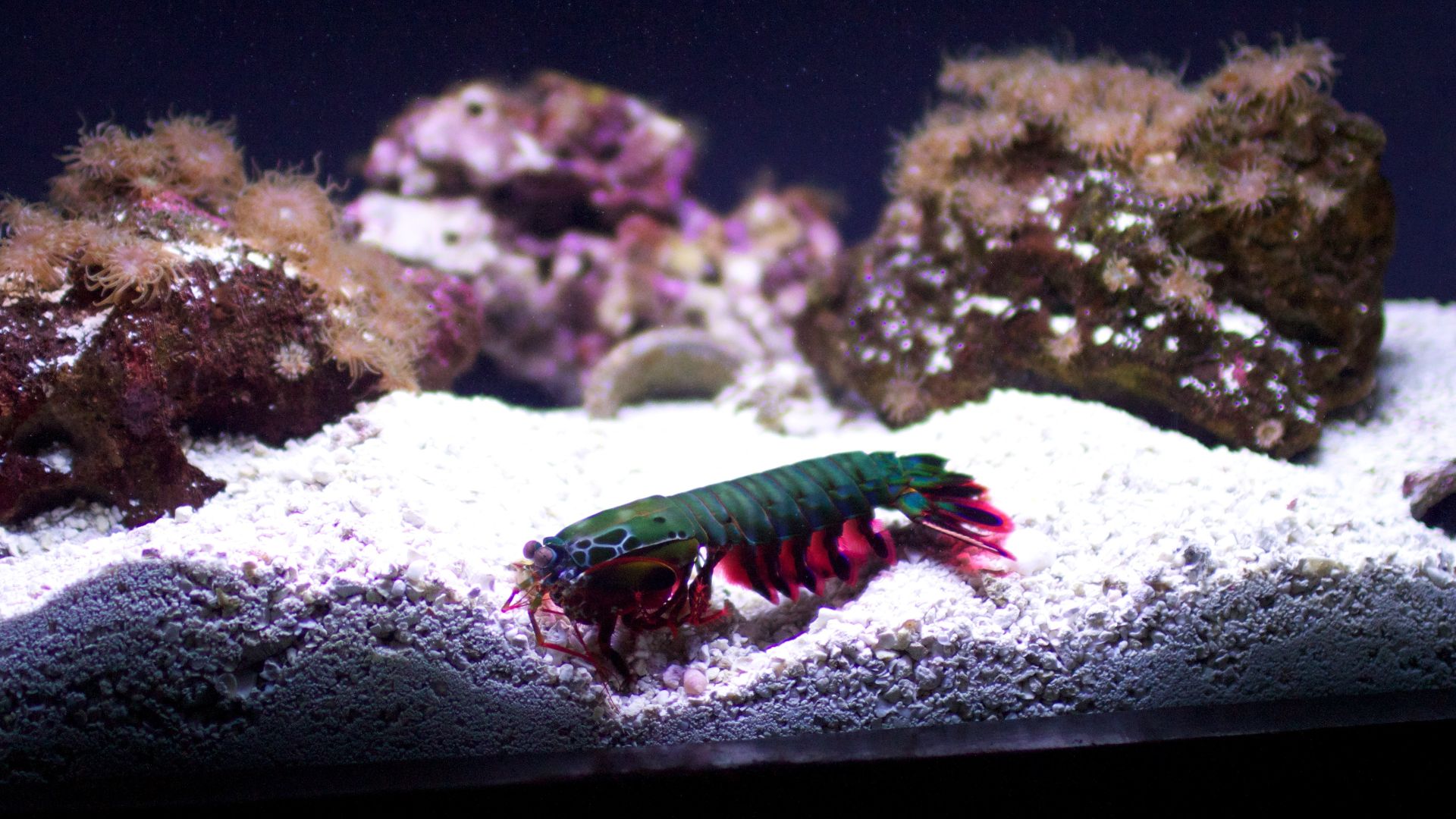 File:Mantis Shrimp (Odontodactylus scyllarus).jpg