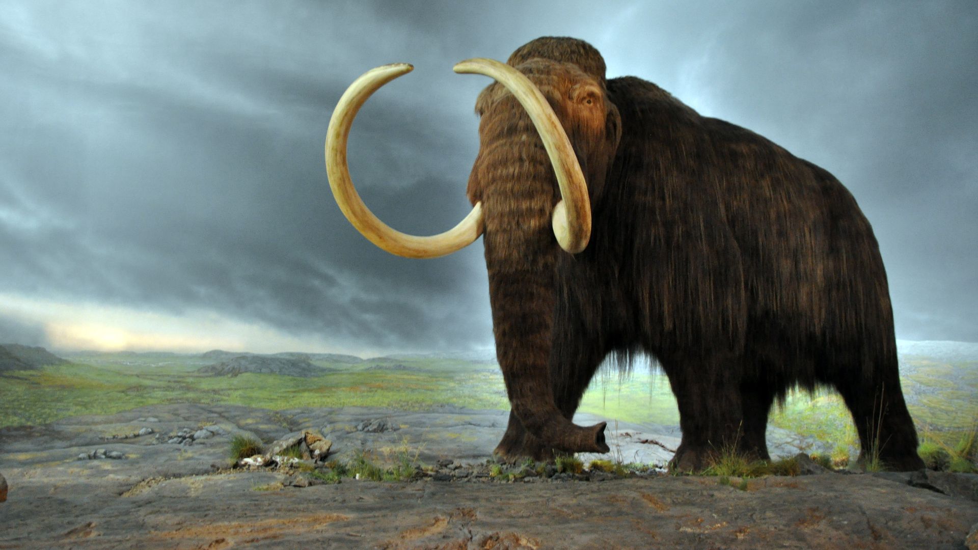 File:Woolly mammoth.jpg