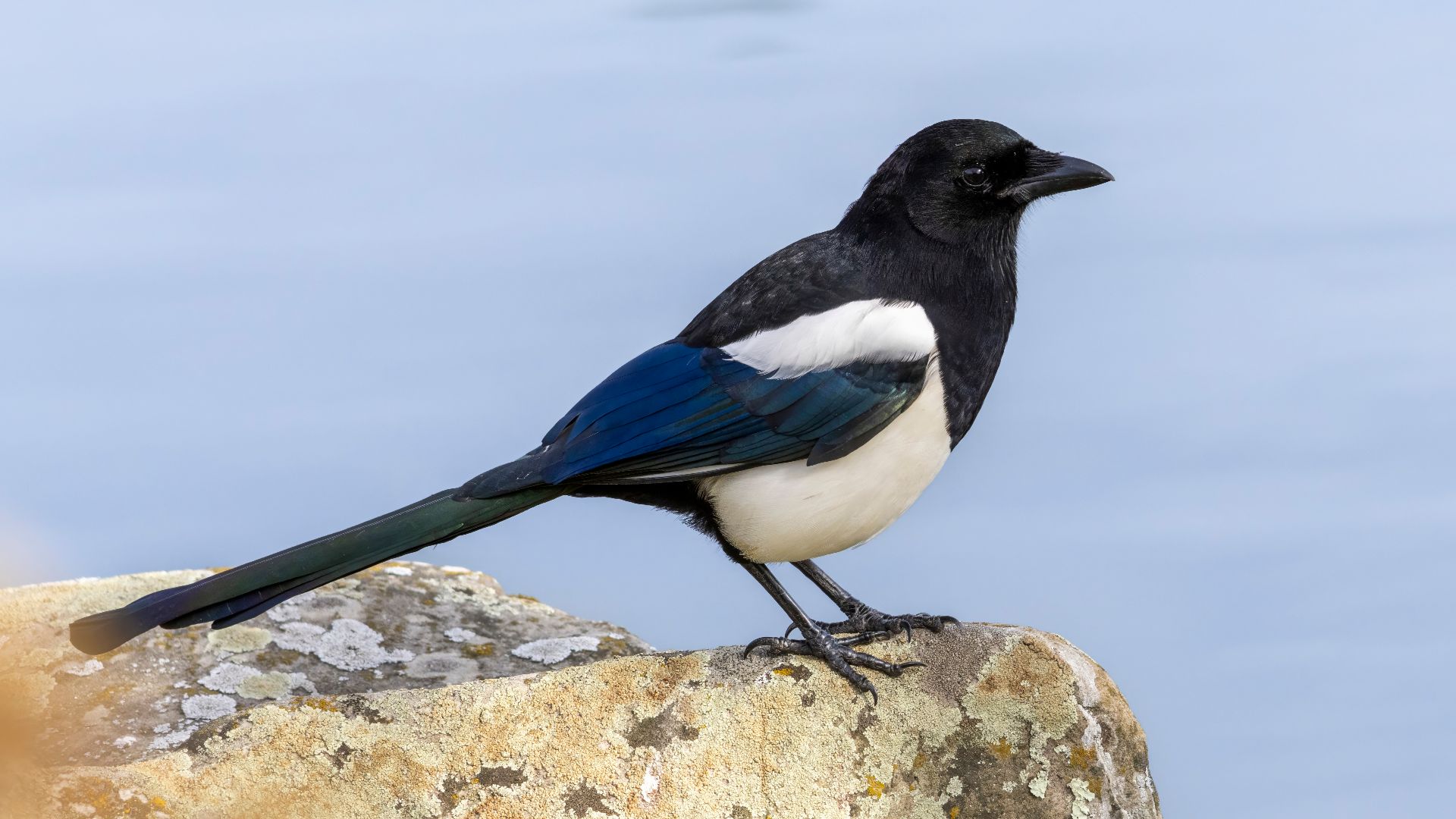 File:Eurasian magpie Gennevilliers 02.jpg