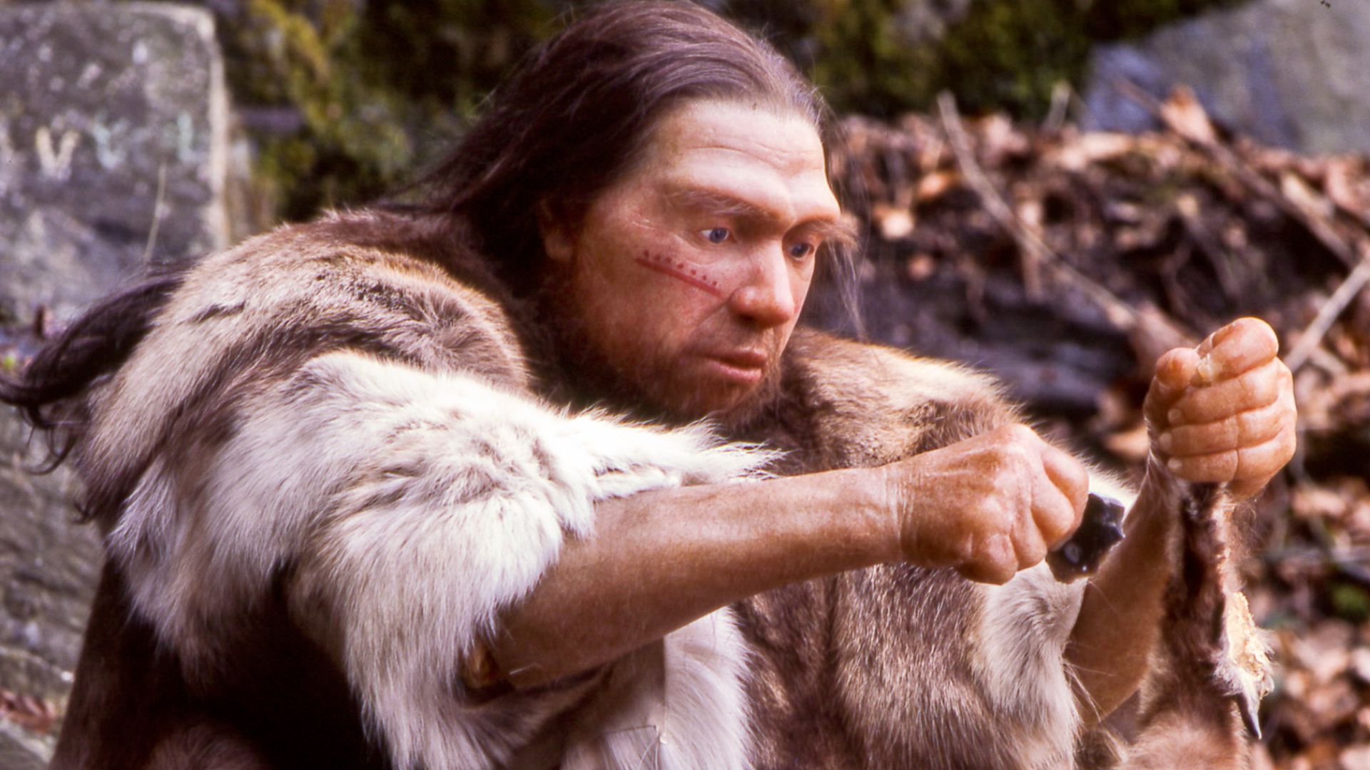 File:Homo sapiens neanderthalensis-Jäger.jpg