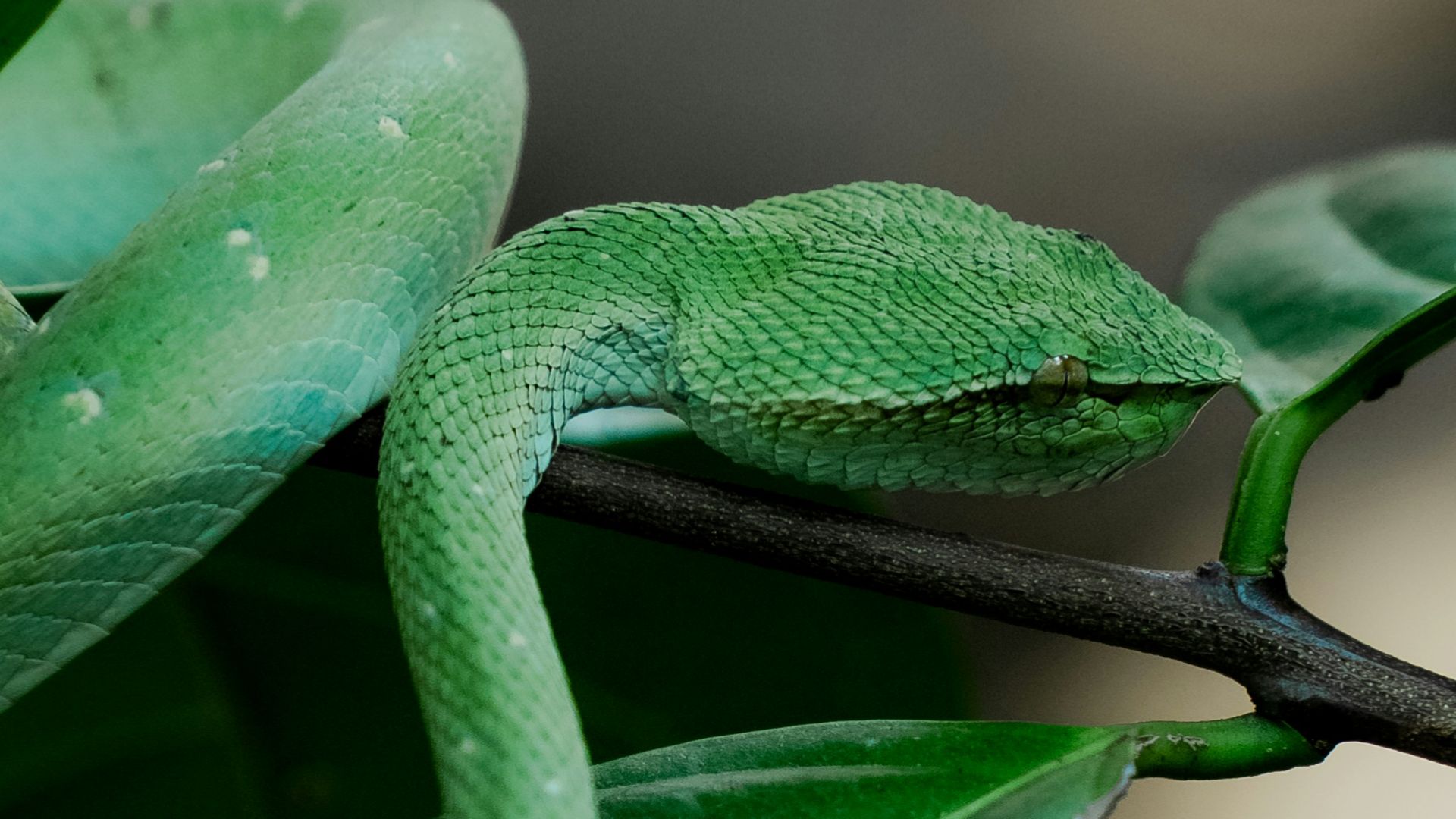 a green snake sitting on top of a leaf