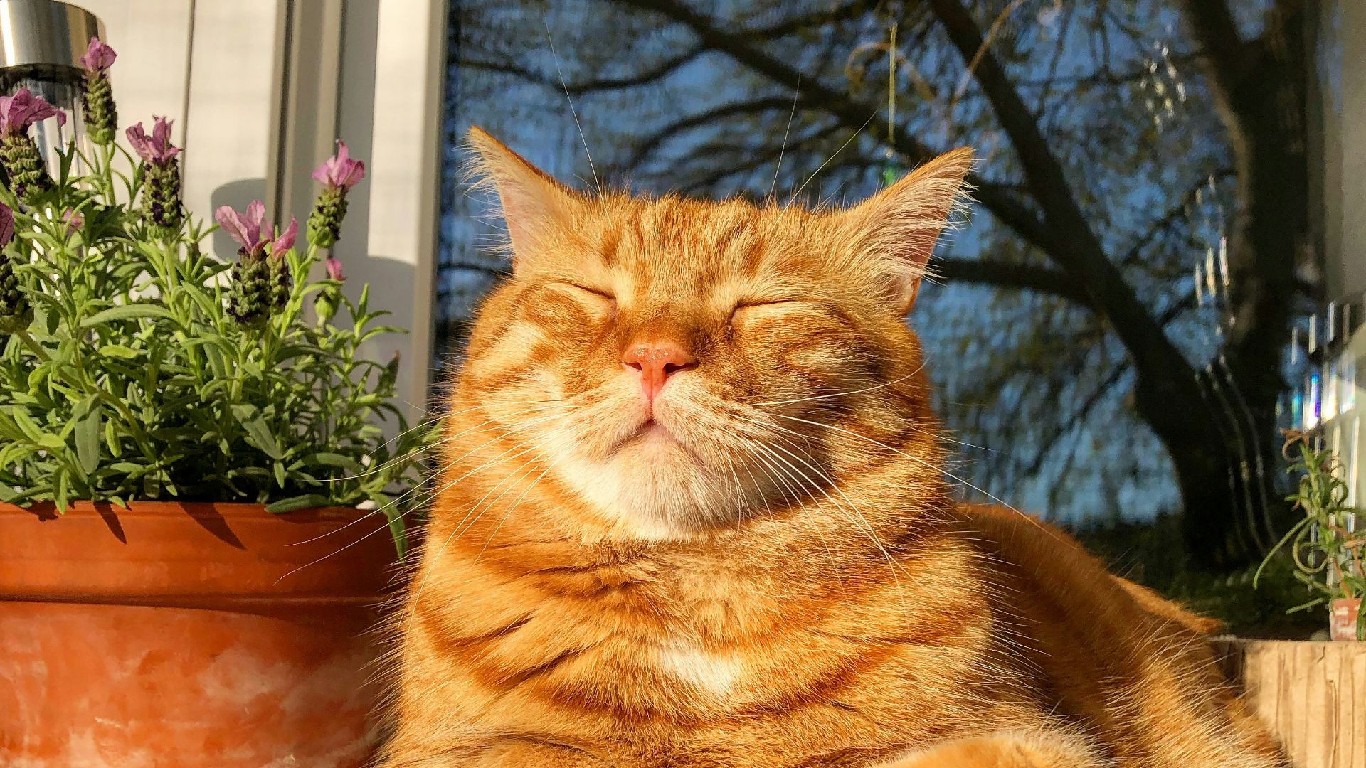 orange tabby cat on white and black cat print ceramic mug