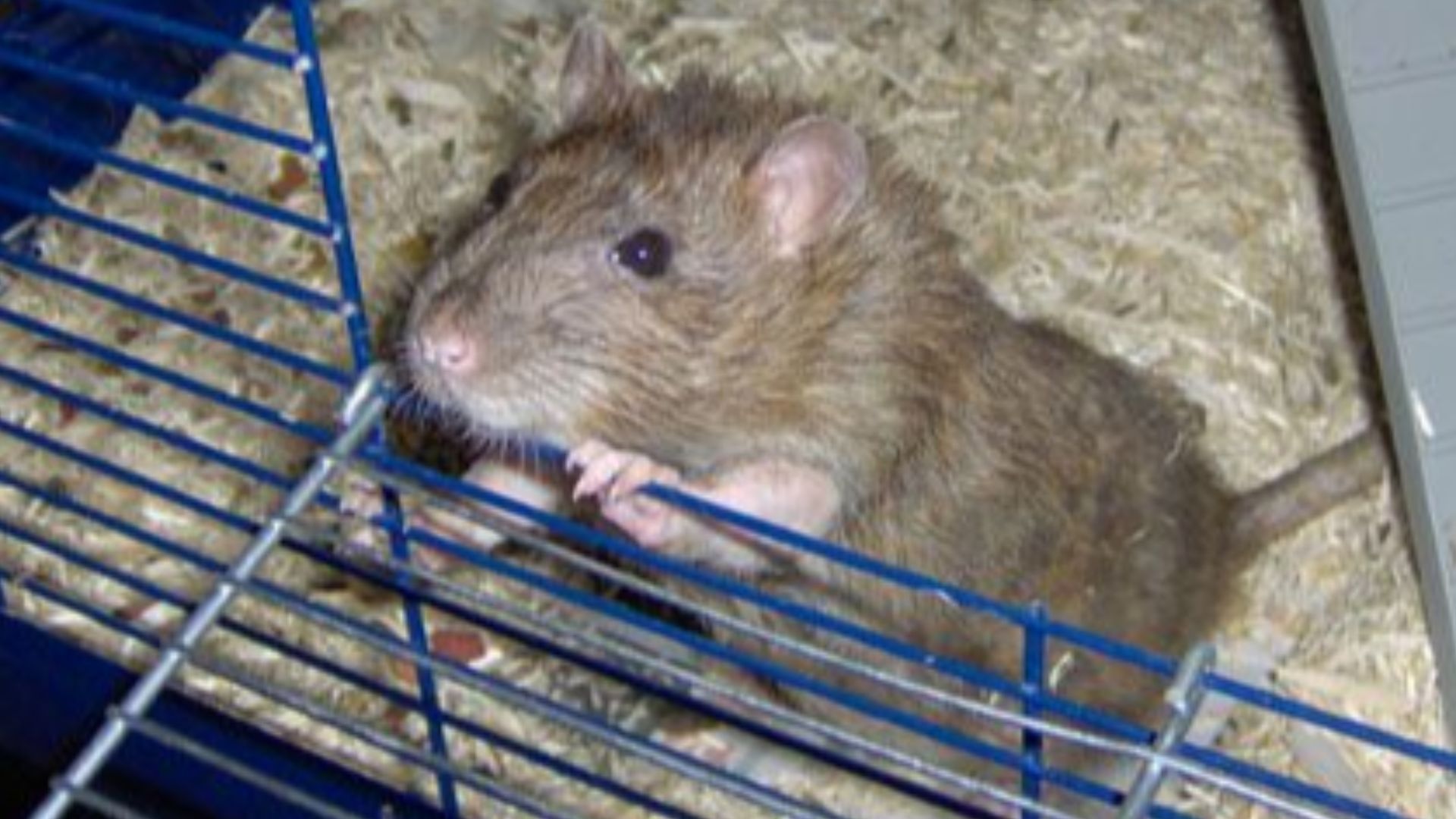 File:Rat coming out cage.jpg