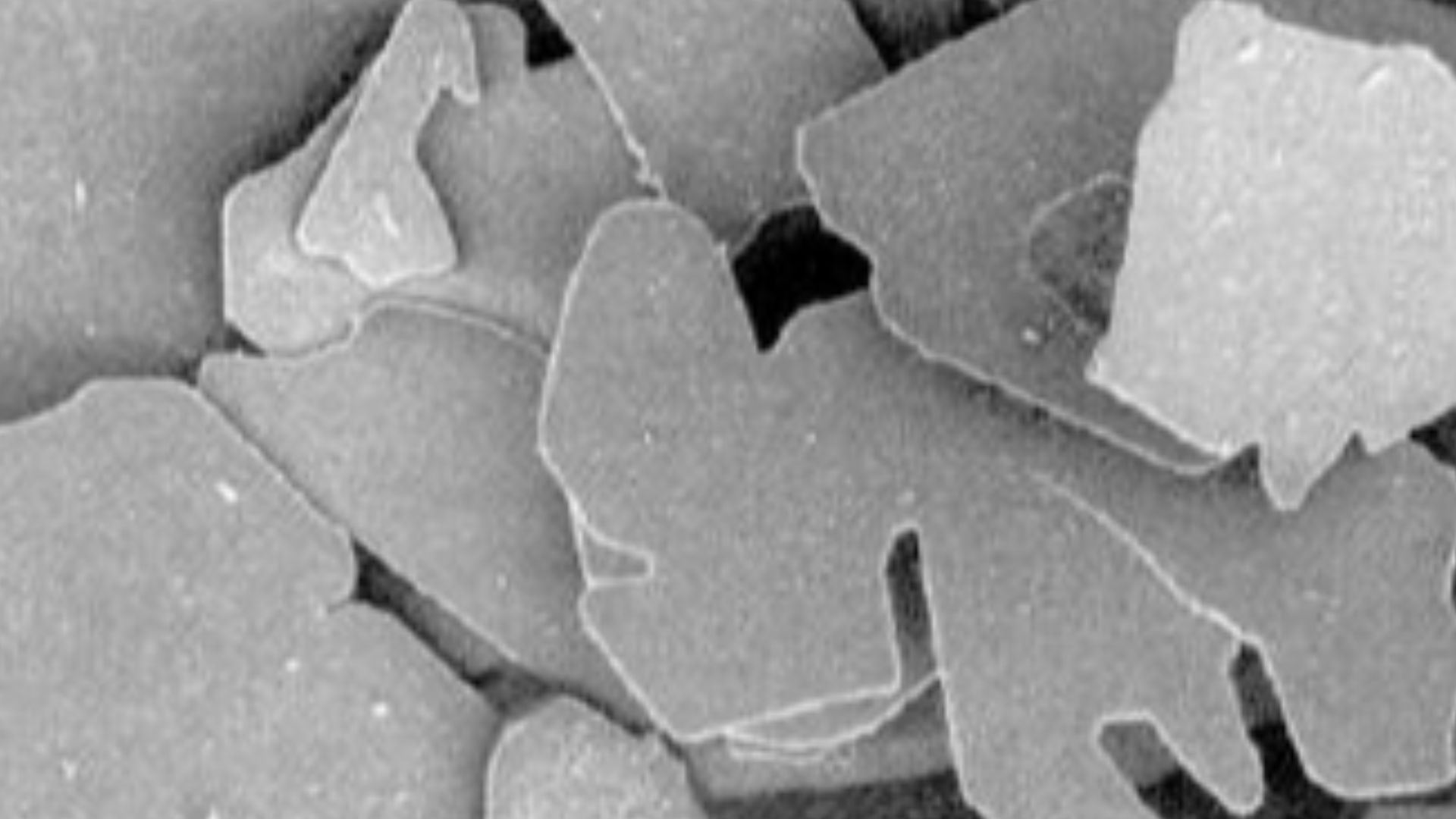 File:SEM of coated alumina flake.JPG