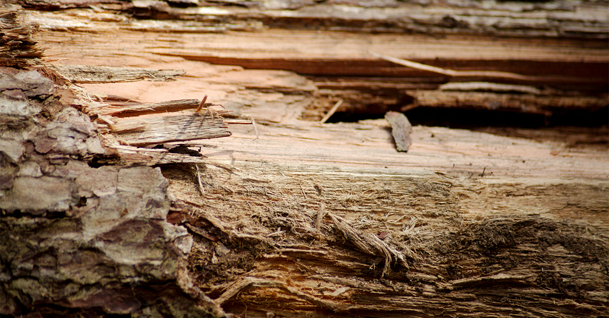 I went into the woods and got it. I sat down to seek it. I brought it home with me because I couldn't find it. What is it?