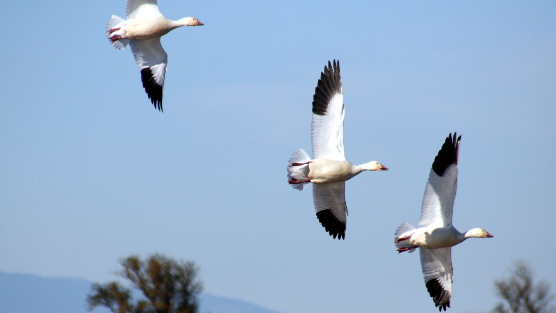 File:Snow geese in flight.JPG