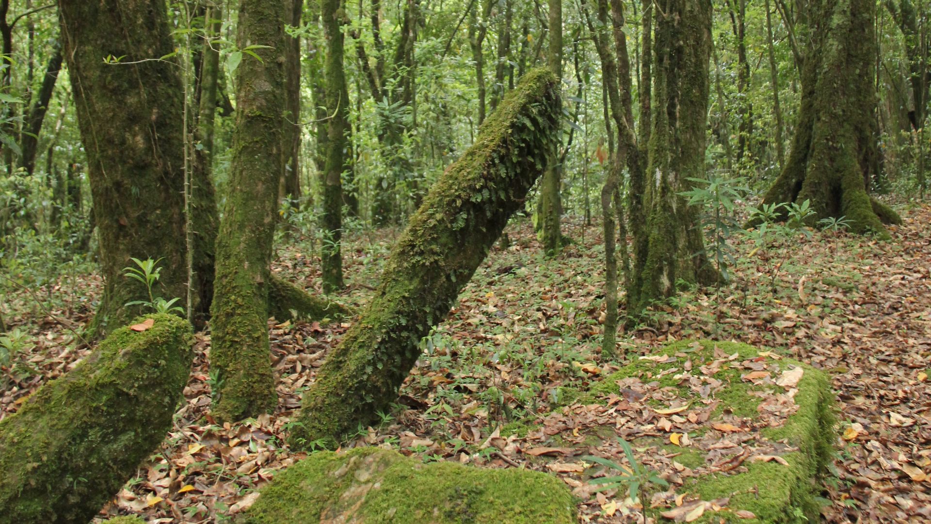 File:Ancient monoliths in Mawphlang sacred grove.jpg