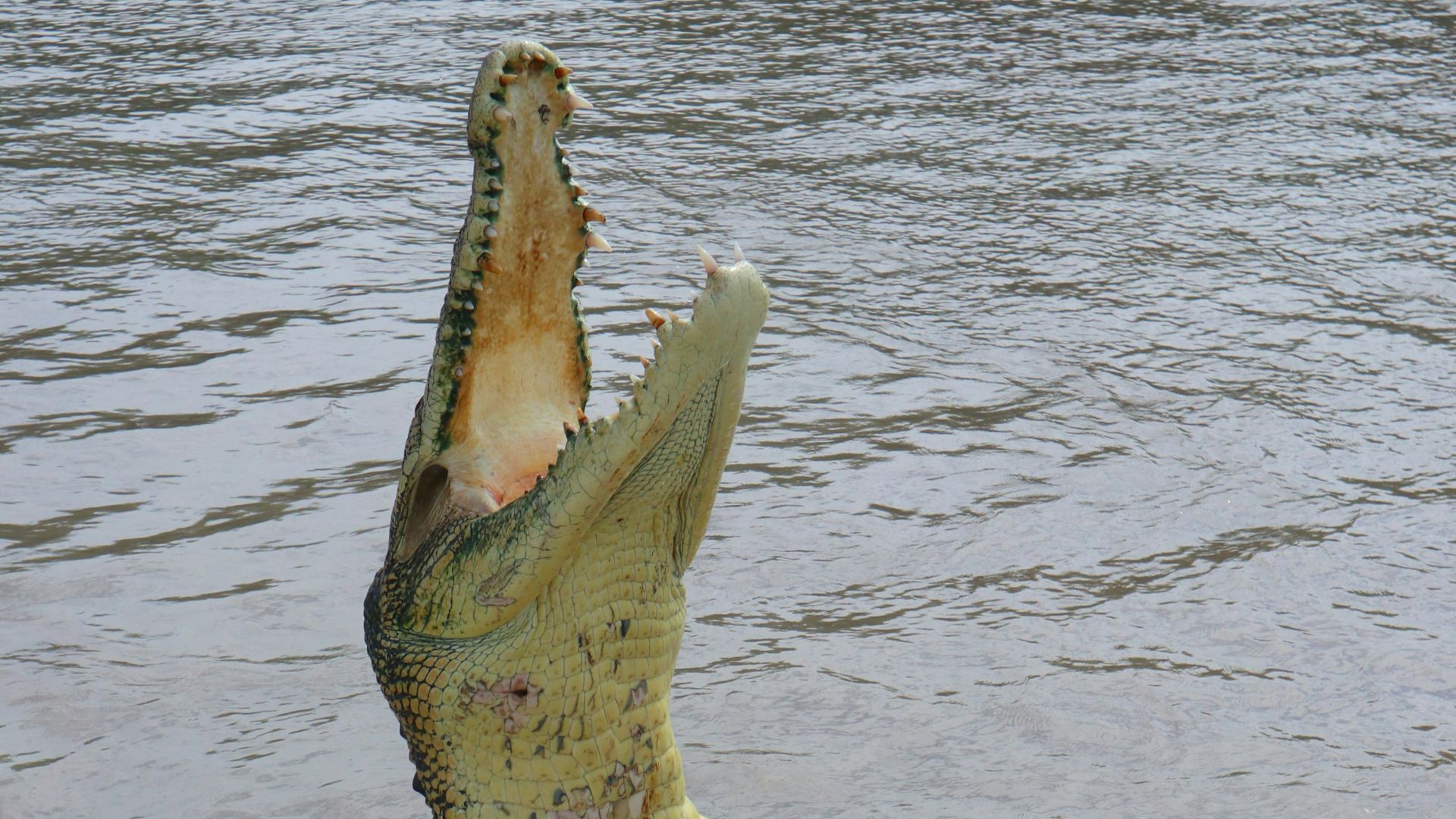 brown alligator on body of water