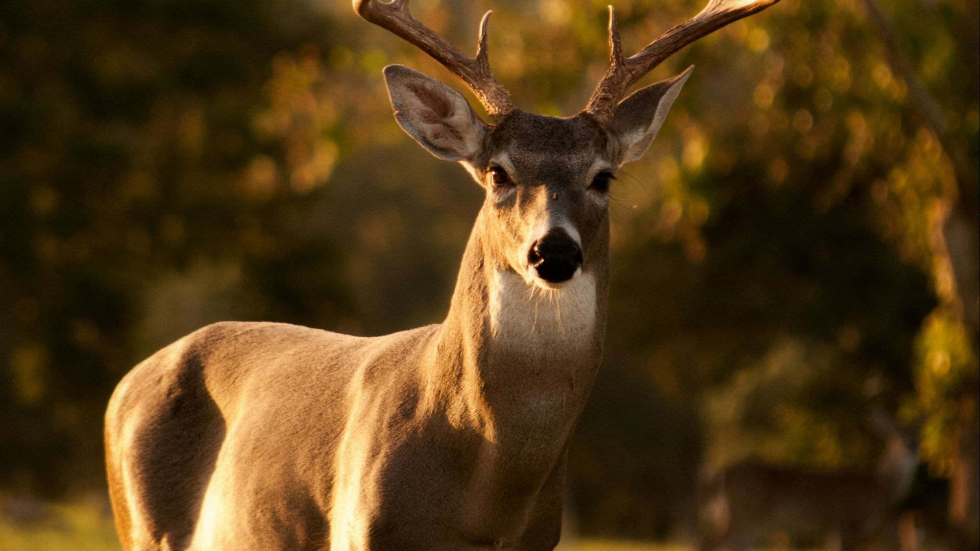 selective focus photography of brown deer standing on green grass field during daytime