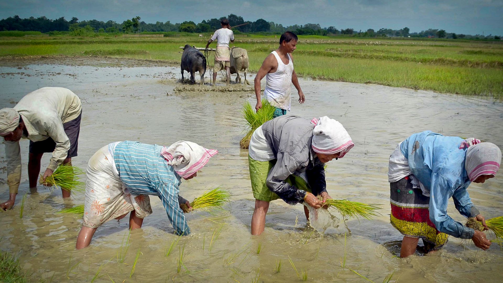 File:Paddy cultivation in Nagaon.jpg