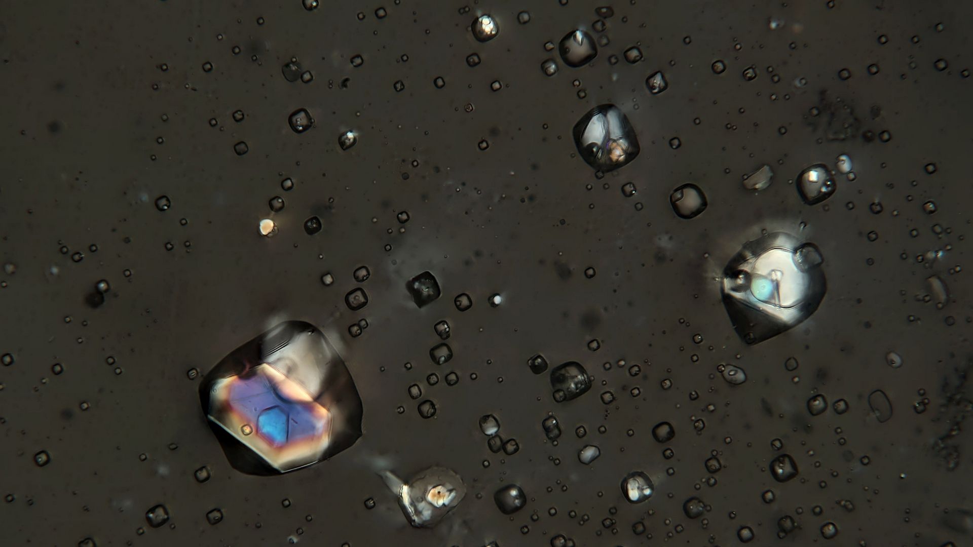 File:(2015-04-02A) FI HPOL PyrWeiAver-S-A.jpg