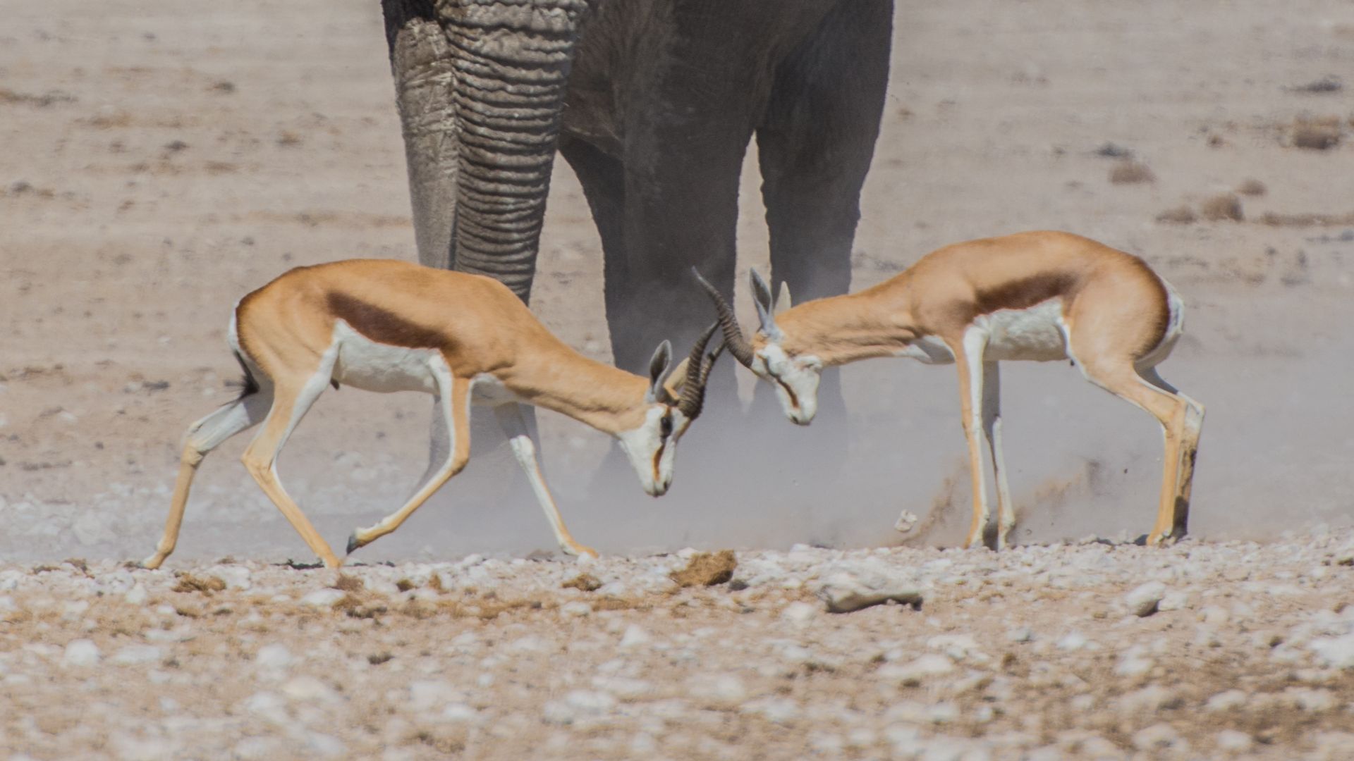 File:Animal Face Off (Unsplash).jpg