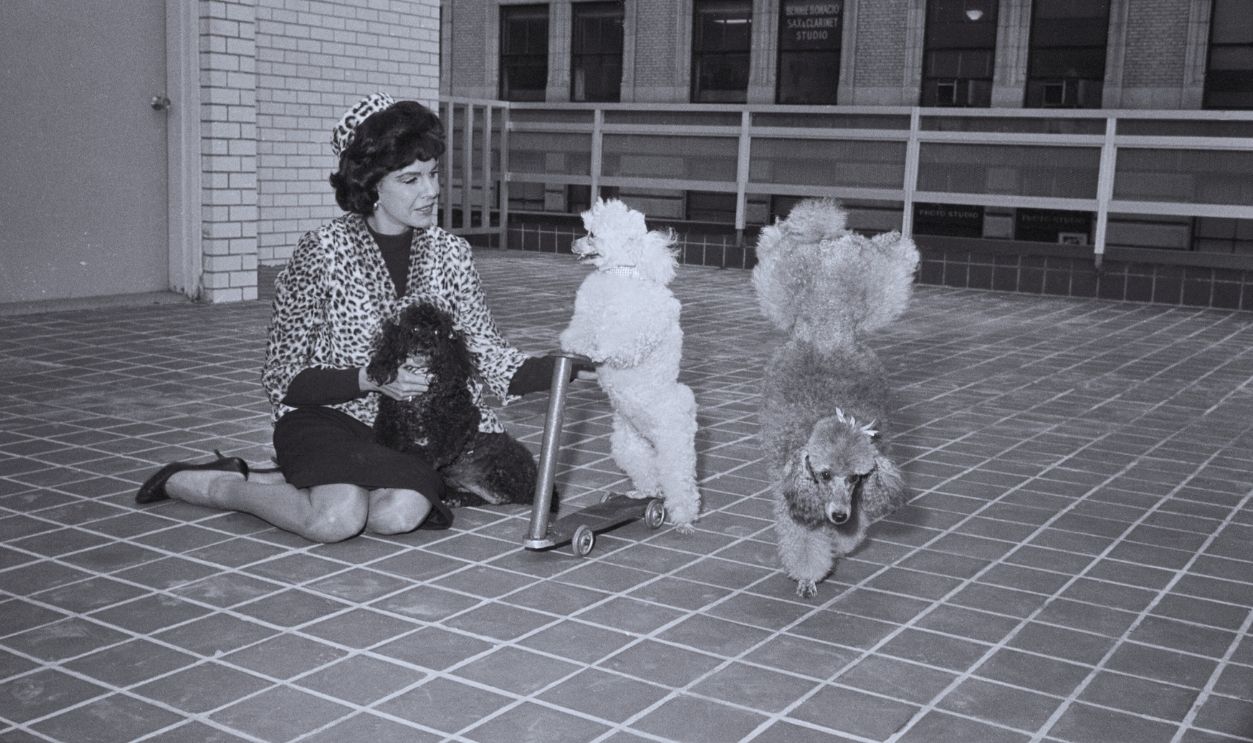 Gettyimages  - 514699090, Jacqueline Susann And Her Poodles 