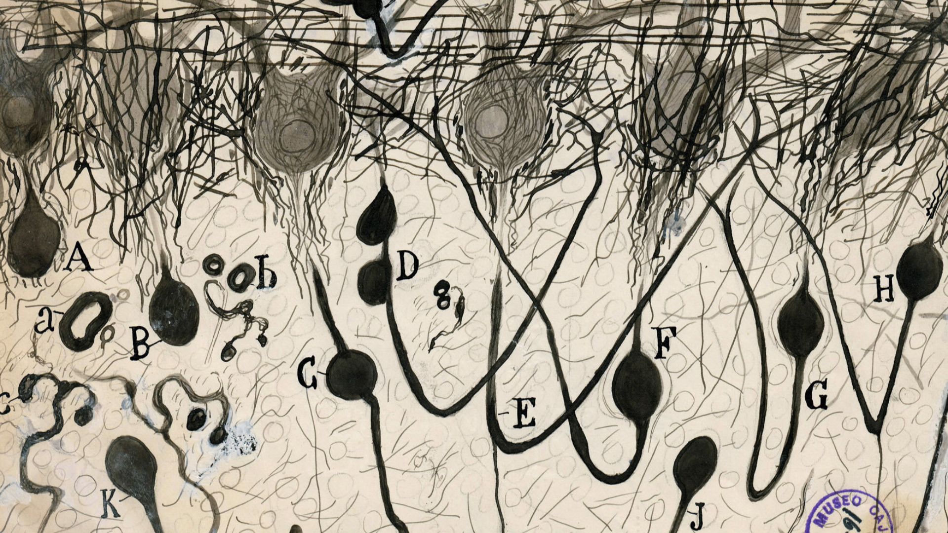 File:Santiago Ramon y Cajal nerve cells in the brain.jpg
