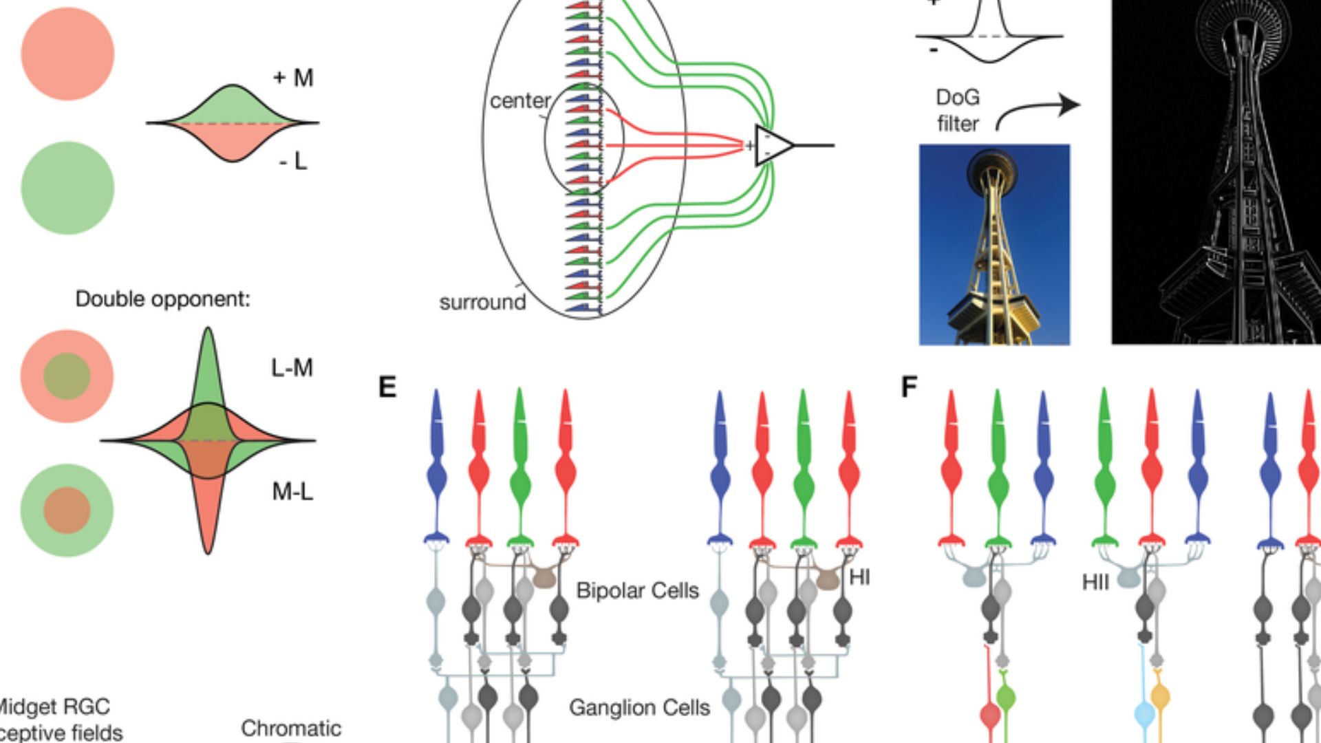 File:Models of receptive fields encoding form and color vision.png