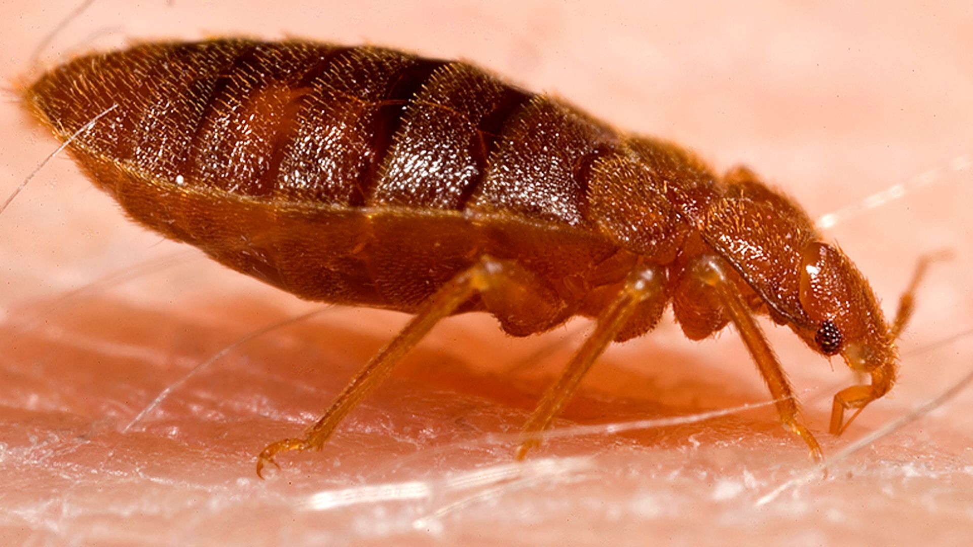 File:Adult bed bug, Cimex lectularius.jpg